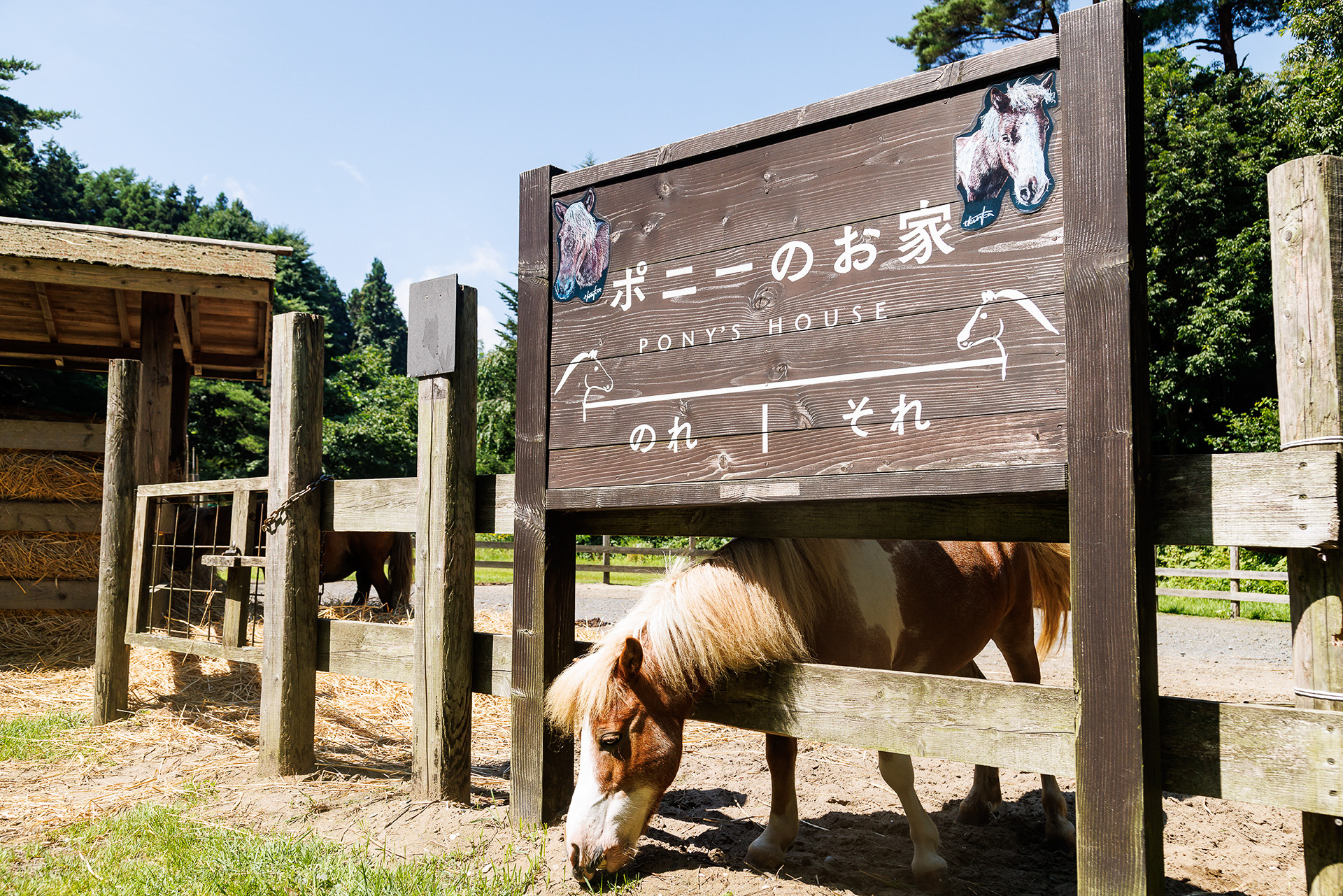 ウエルカムポニーとして活躍するポニーたちの牧場も公園内に