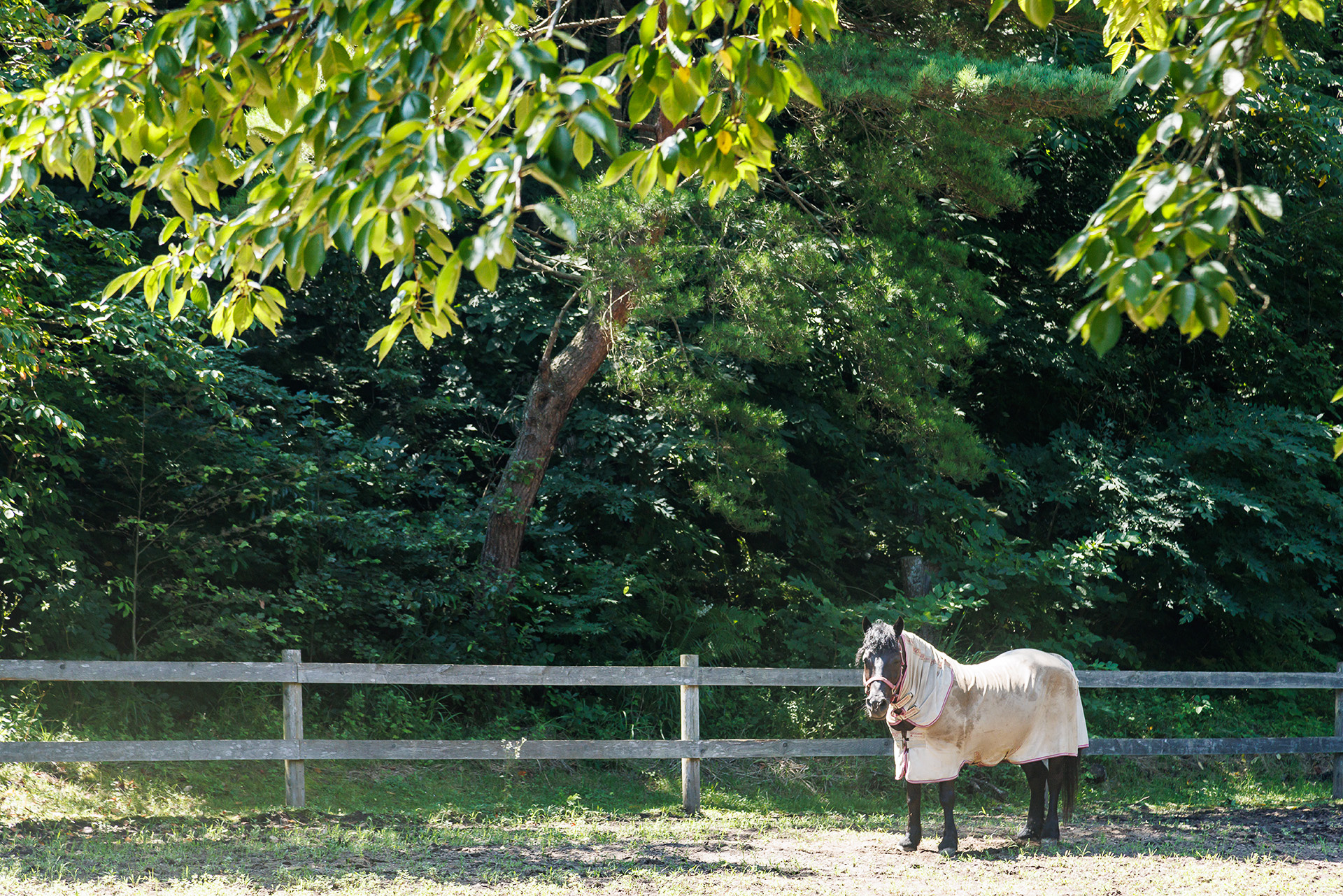 ふれあい牧場では15時30分～17時まで「馬っこふれあい体験～牧歌的夏休み～」を開催（8月31日まで）。普段は自由に見学できるが、この時間は厩務員が常駐するとのこと