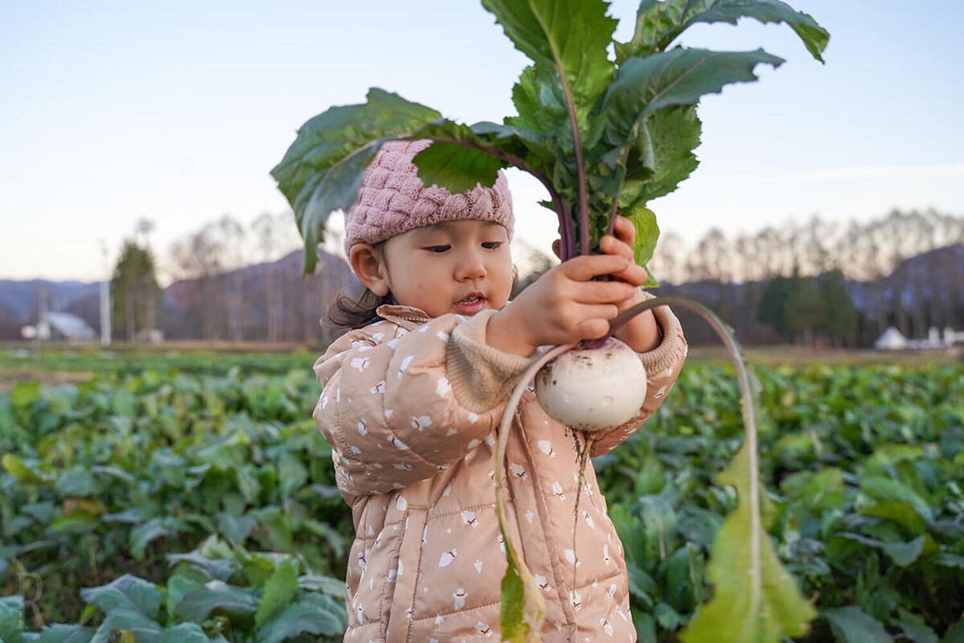野菜の収穫体験