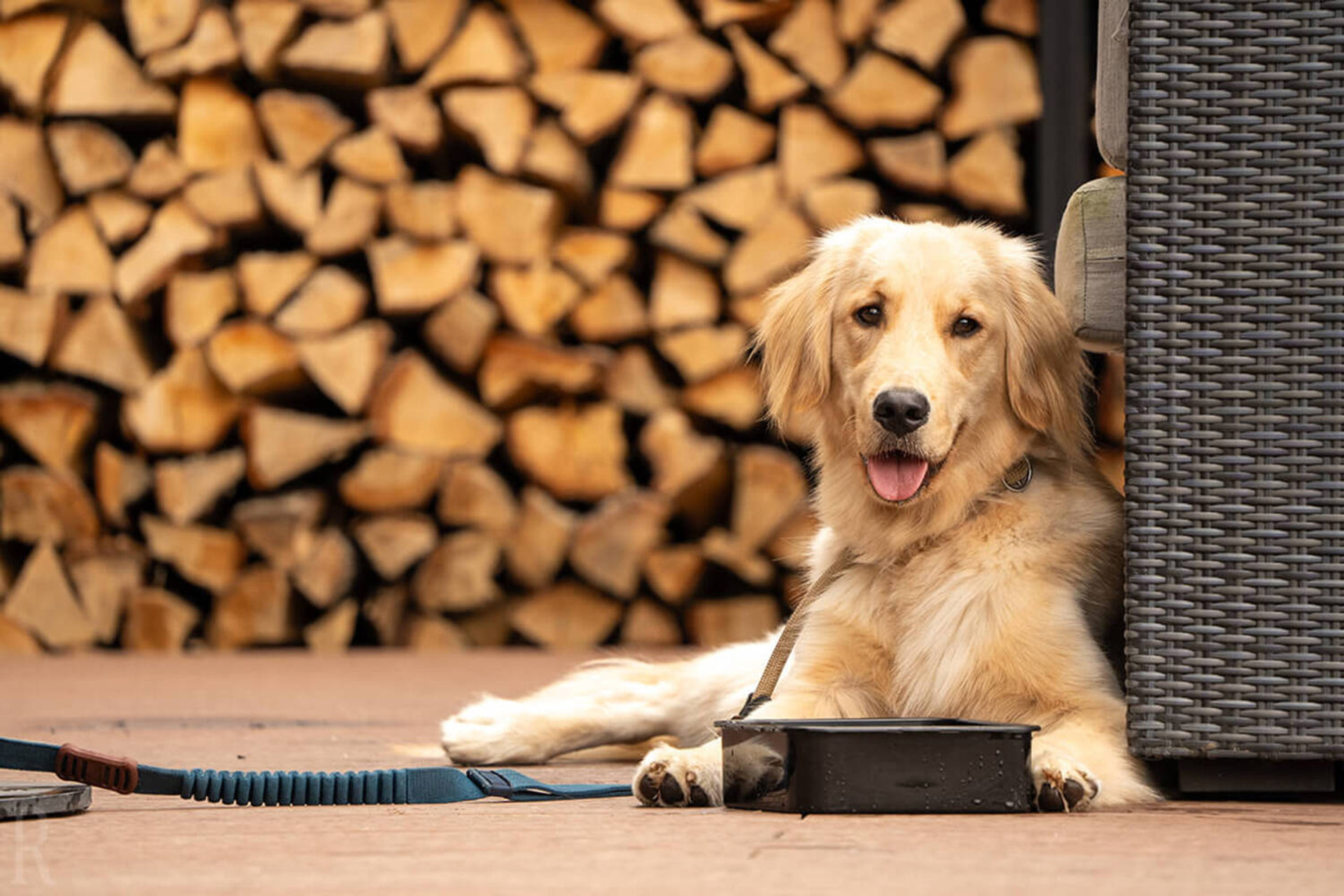 愛犬同伴可能なドッグテラスルーム