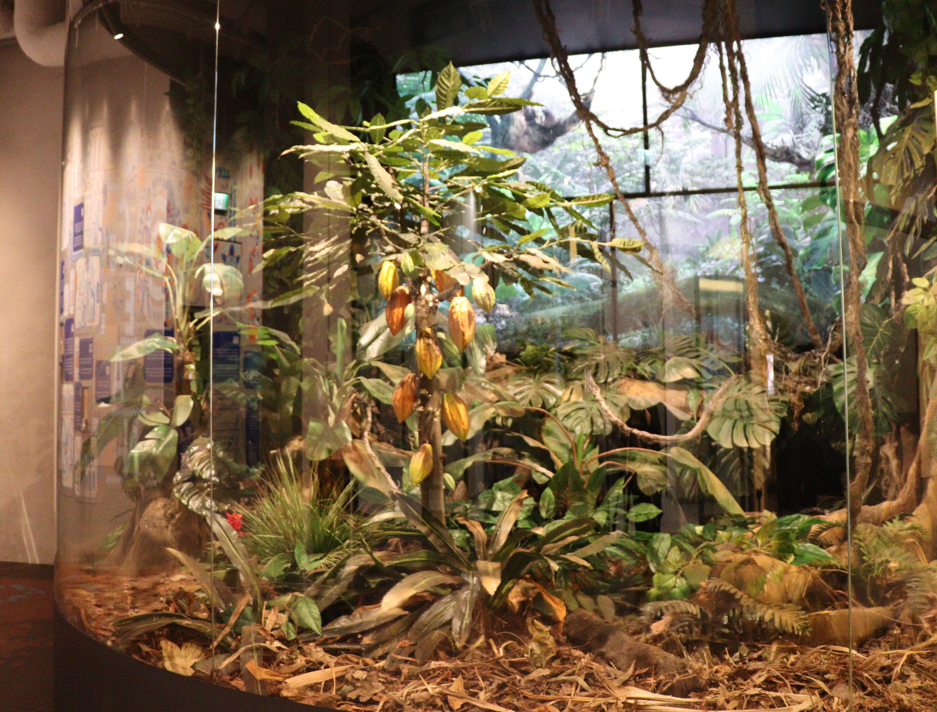 カカオが生る様子