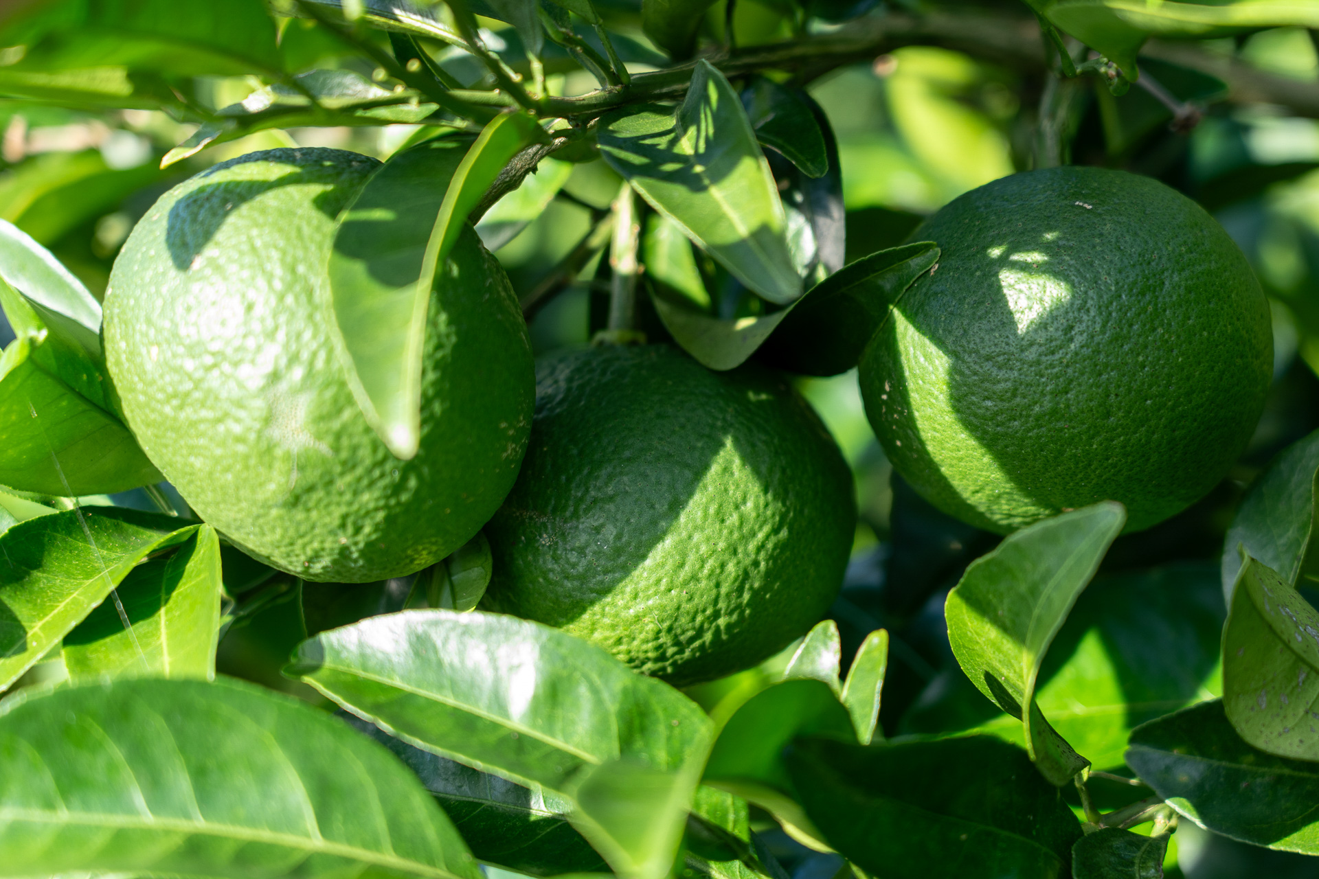 密集している果実を間引く摘果は夏場に行なう作業。収穫時期は冬なのでまだ硬くて緑色