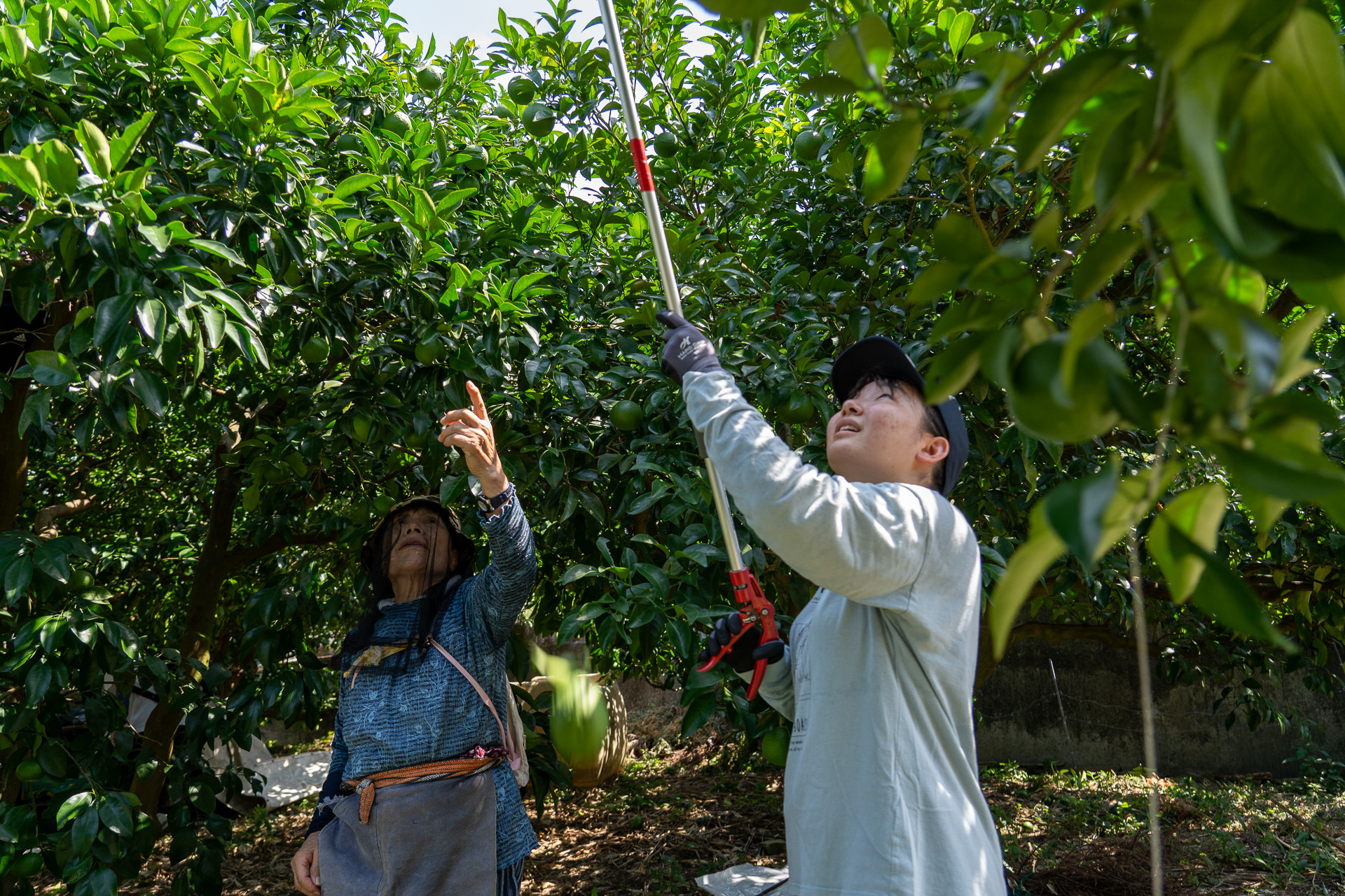 「ほら、そこのを切って」「これ落としちゃっていいんですか!?」