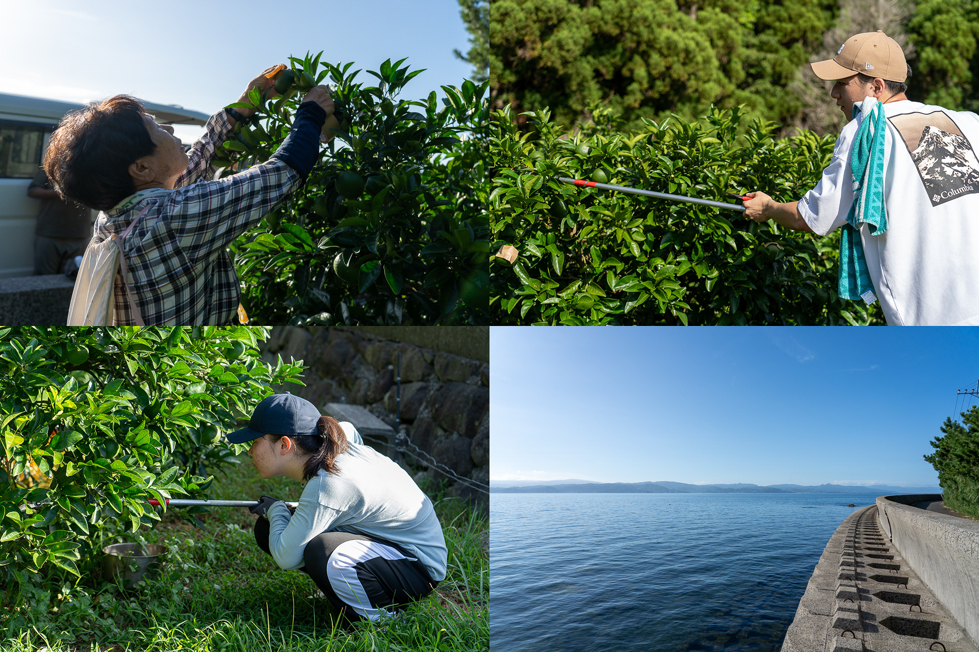 腰をかがめて低いところで密集している実を探す