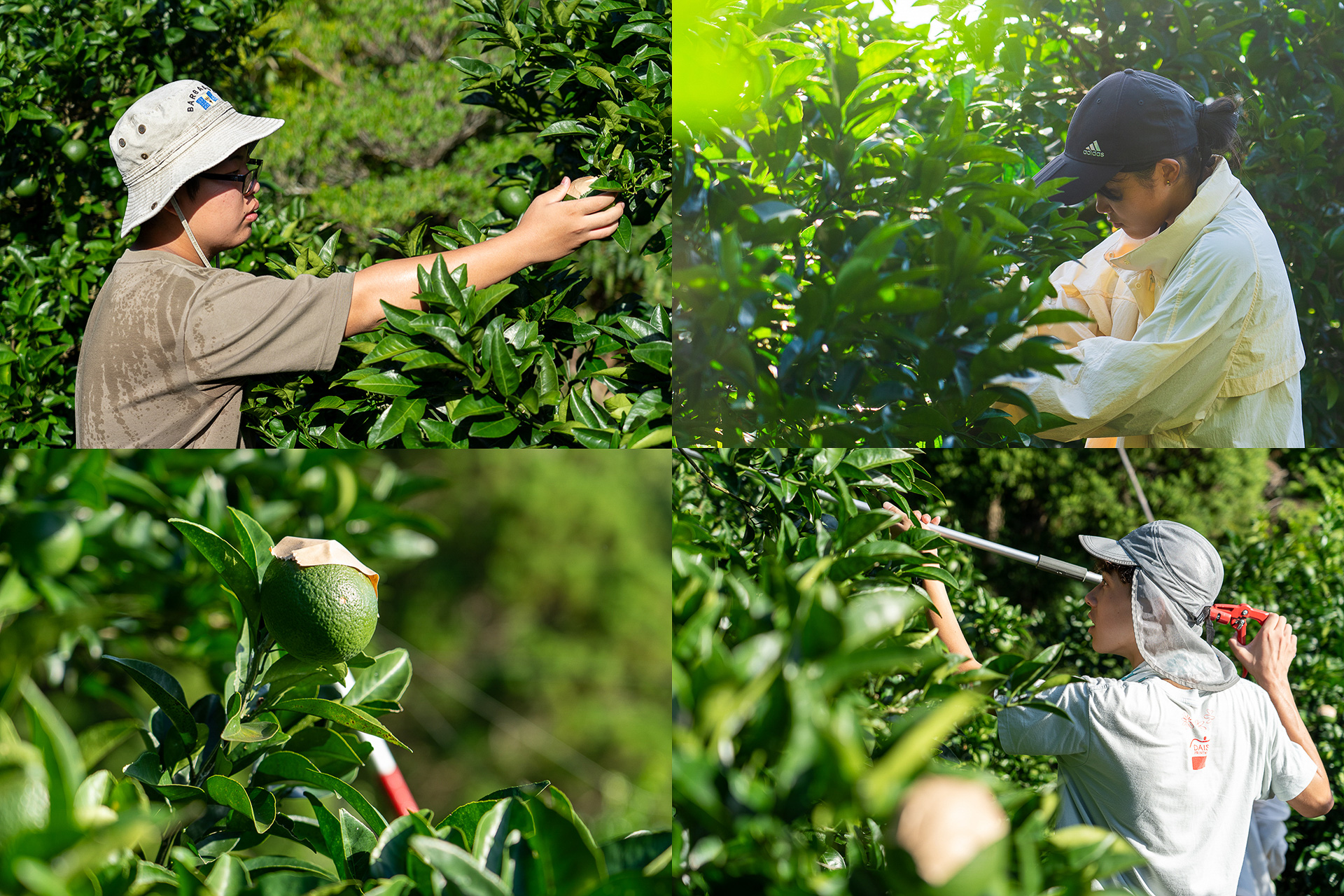 少し日焼けしている果実にガムテープを貼る