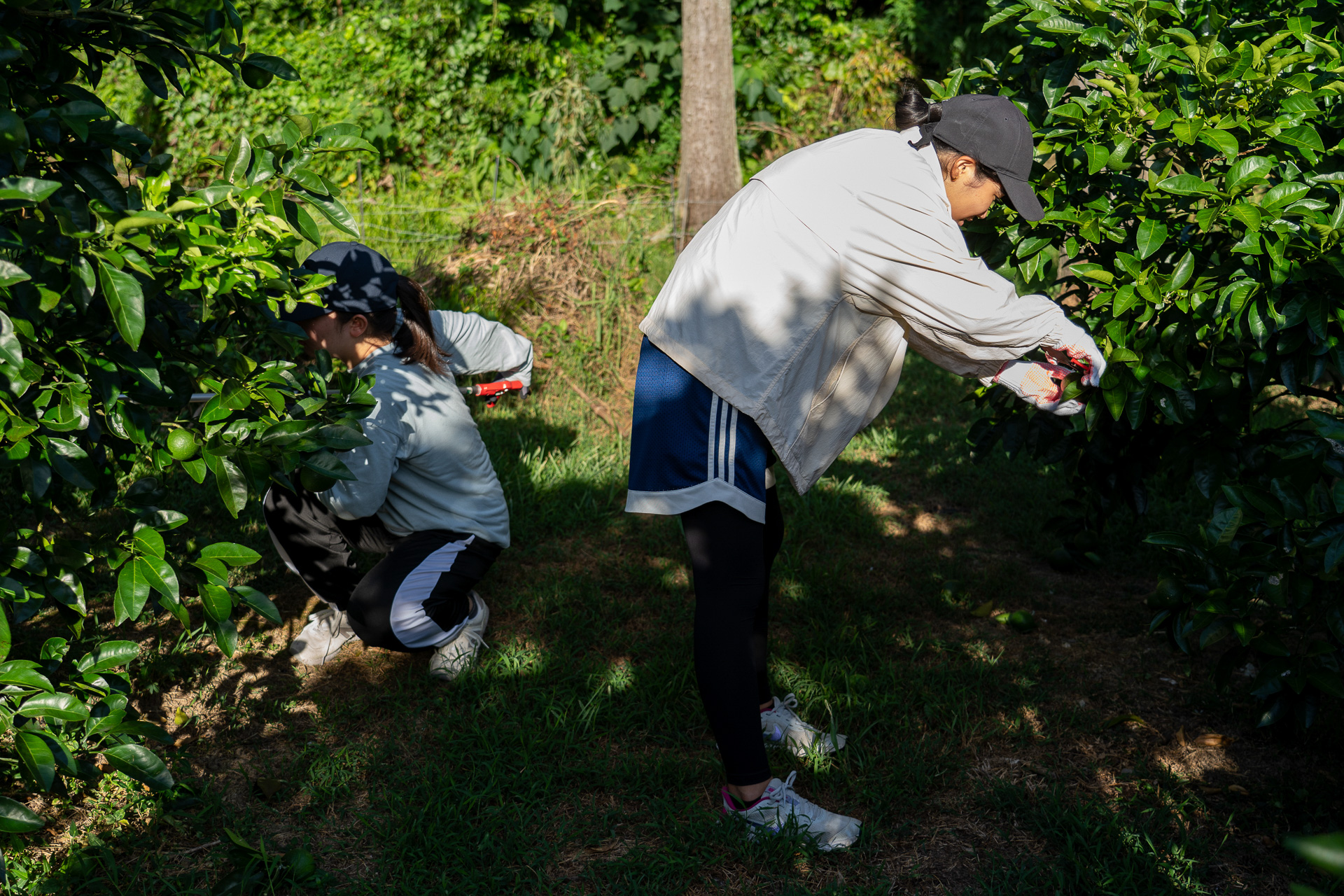 御所浦島で甘夏の摘果作業のお手伝いをしてきた熊本チーム