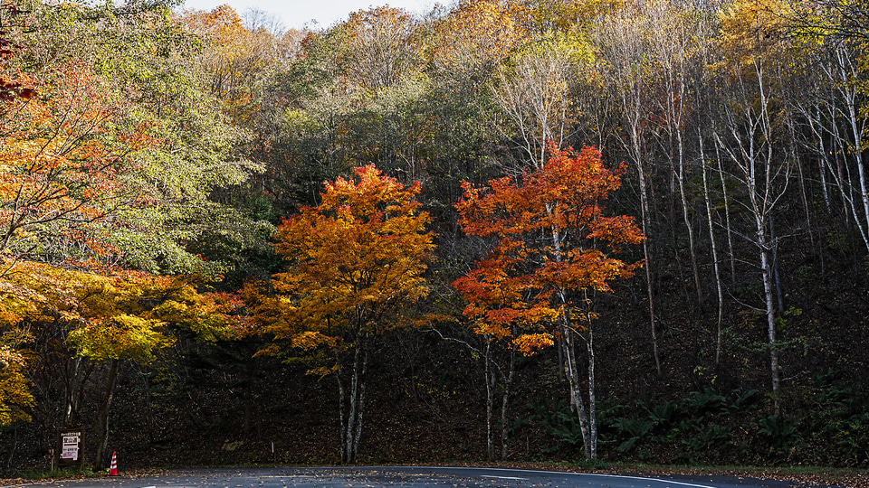 若林直樹のトラベルフォトギャラリー】秋のチャツボミゴケ公園（群馬県