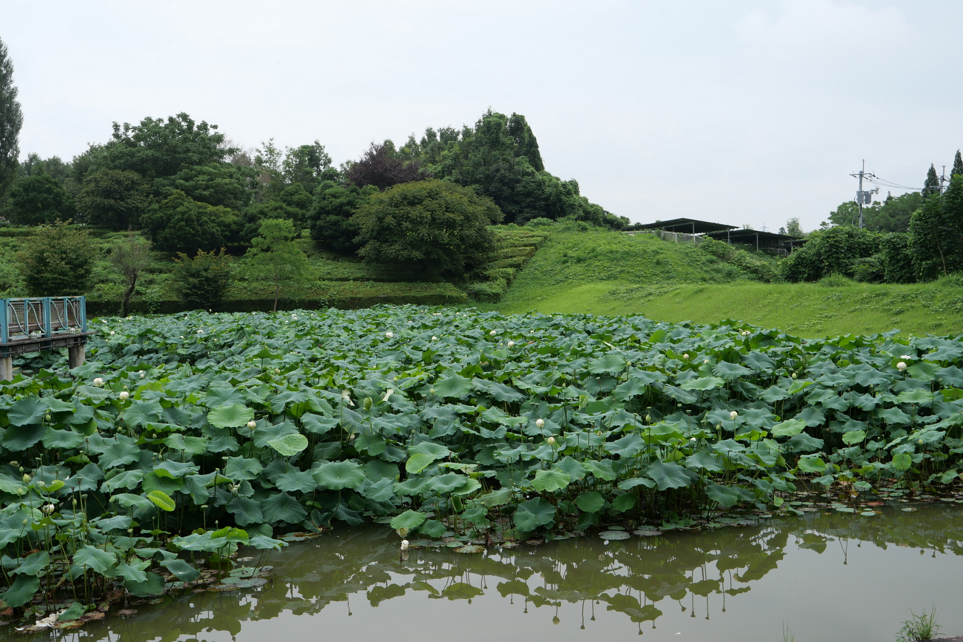 奥の池では蓮が植えられており、初夏から夏にかけて可憐な花が咲く