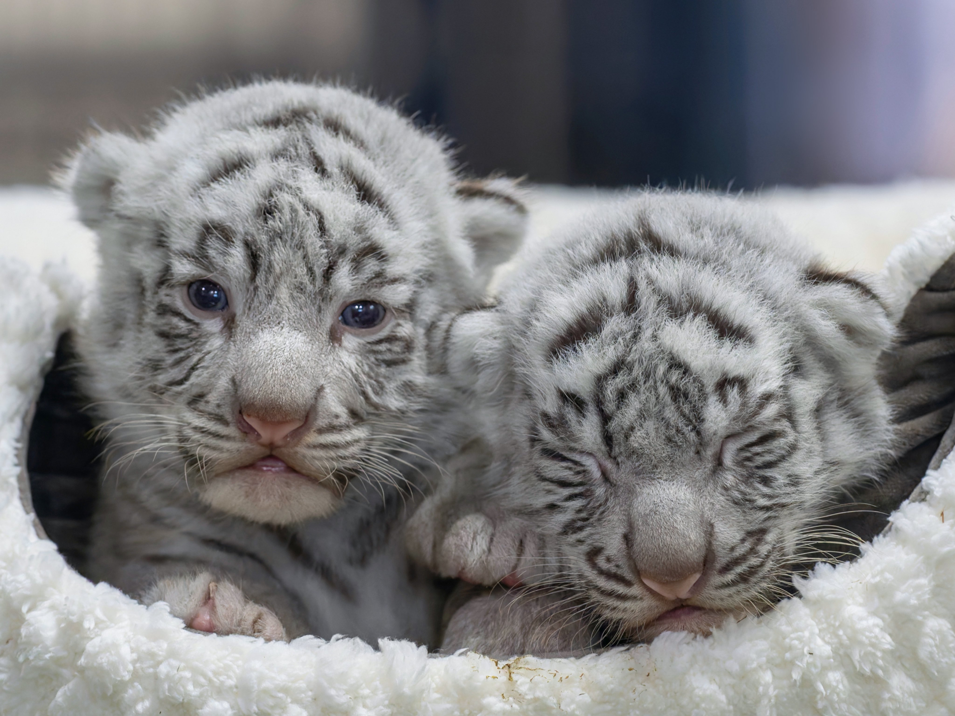 日本で唯一のホワイトタイガーの赤ちゃん、初めて一般公開へ。写真はRikuさんXアカウント（@rikunow）で人気のべビトラ2ショット