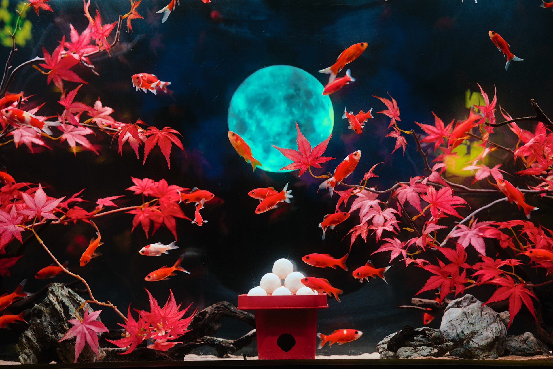 中央の水槽内には月見団子が