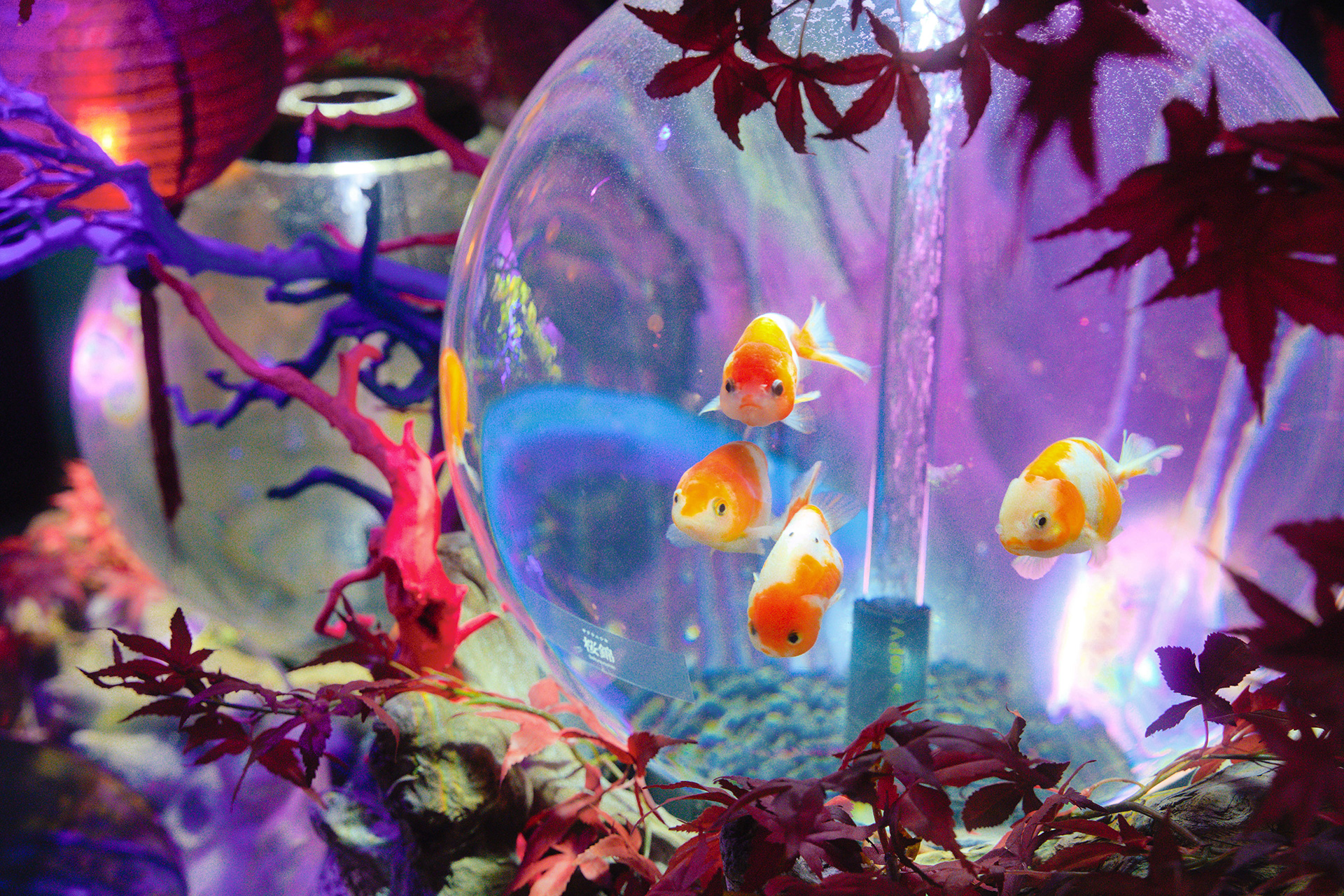 丸い水槽を展示