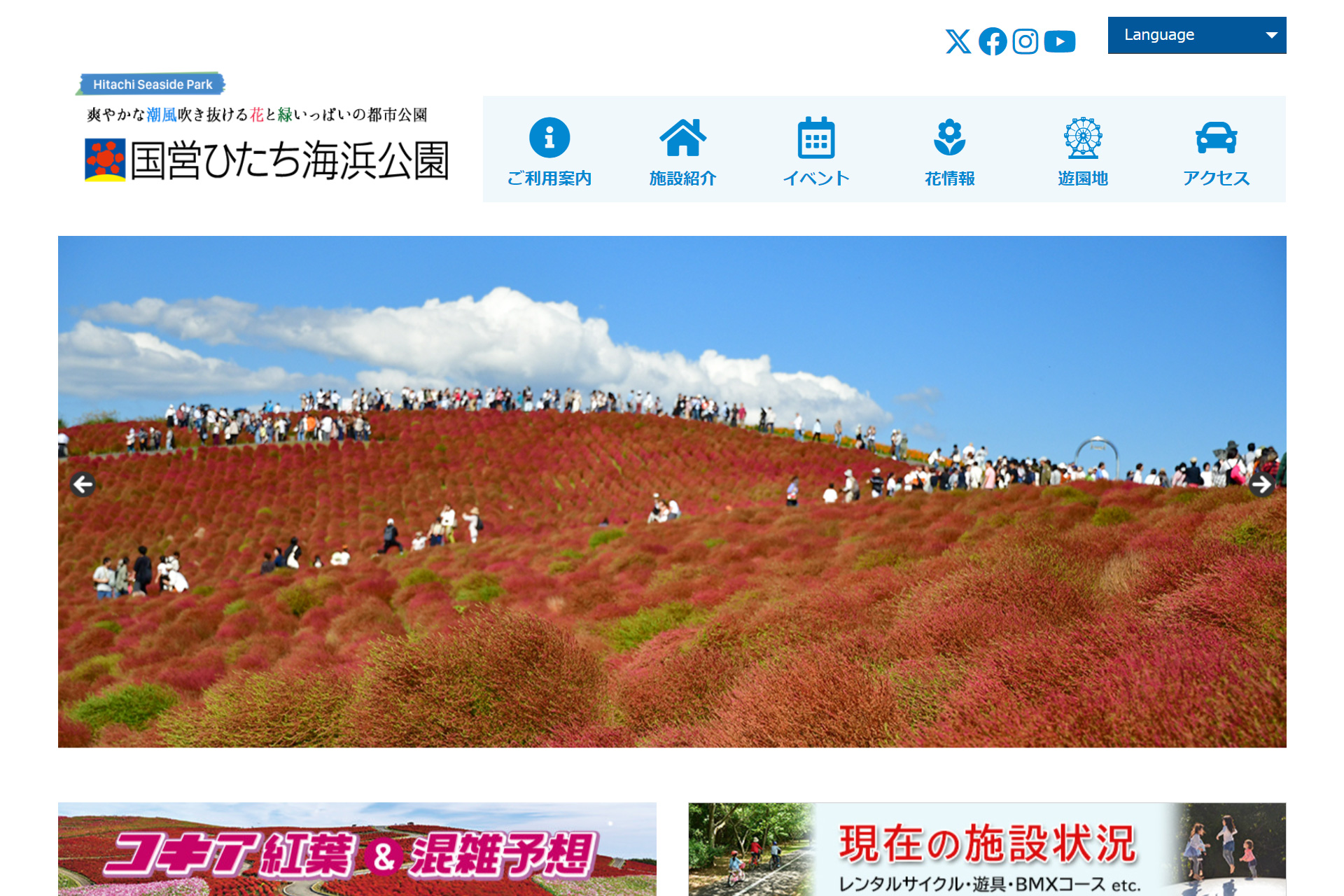 国営ひたち海浜公園は10月18日にコキアの紅葉が見頃になると発表