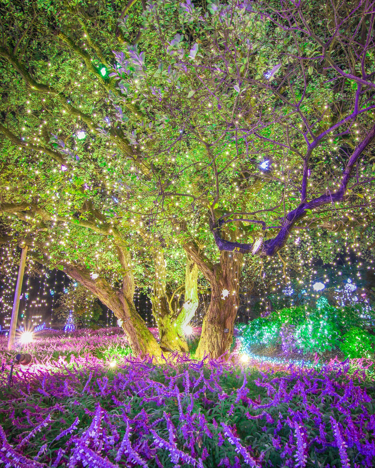 あしかがフラワーパーク、日本三大イルミネーション「光の花の庭