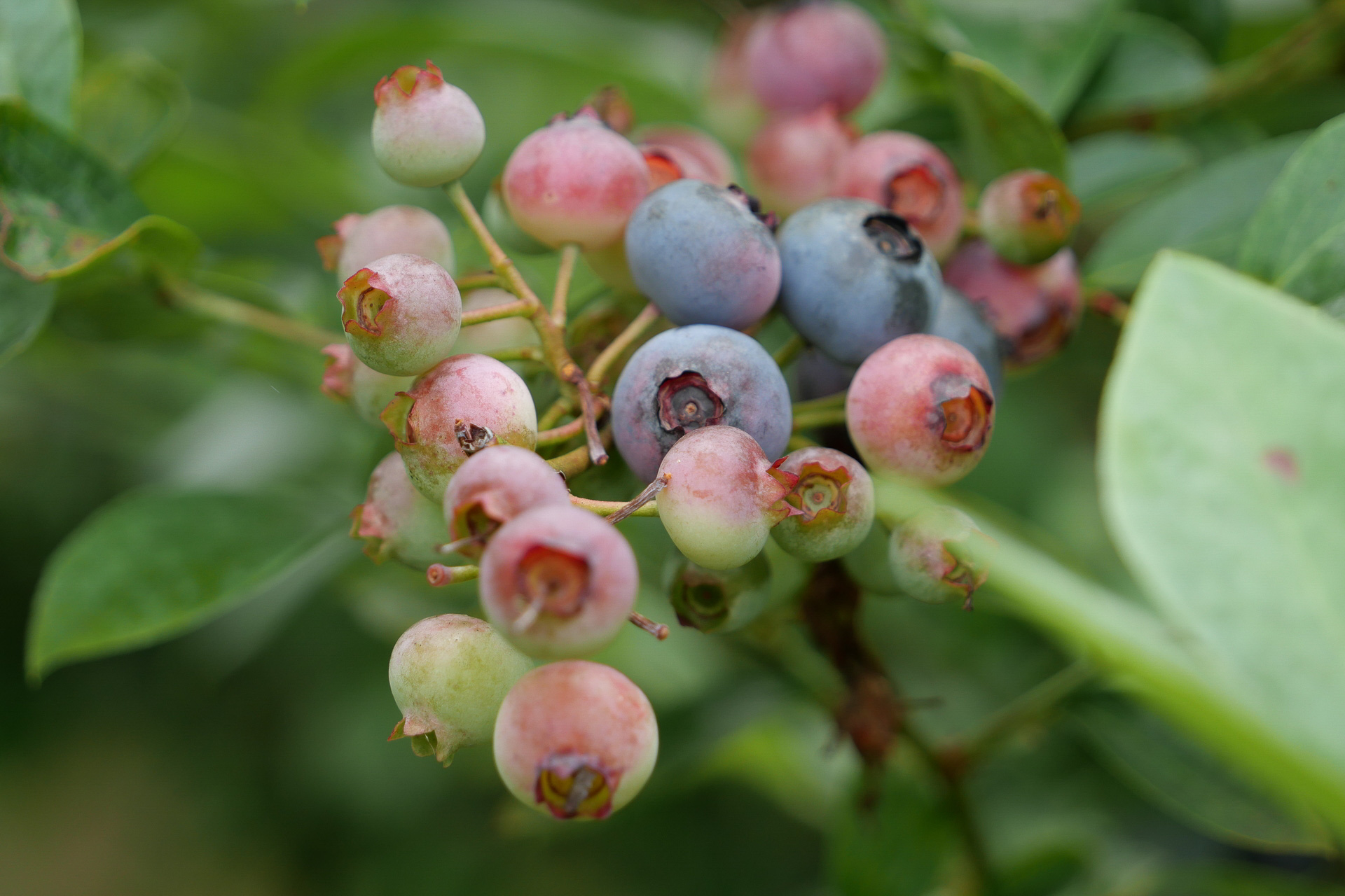 夏にはブルーベリー狩りも楽しめる