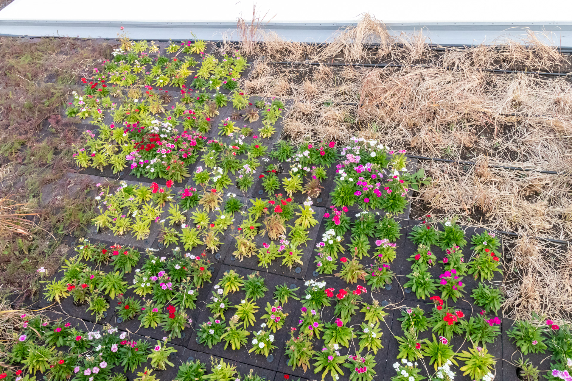 屋上の緑化も行なっており、芝生や背丈のある植物、花などが植えられていた