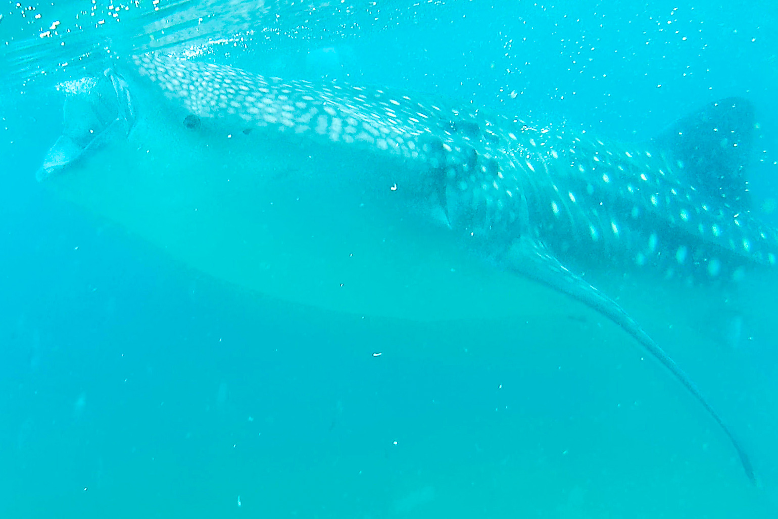 スタッフに迫力のある採餌行動を撮ってもらった。廉価なアクションカメラなので画質がイマイチなのは残念。参加するなら高性能なスマホかアクションカメラを用意したいところだ。そして晴天を祈ろう