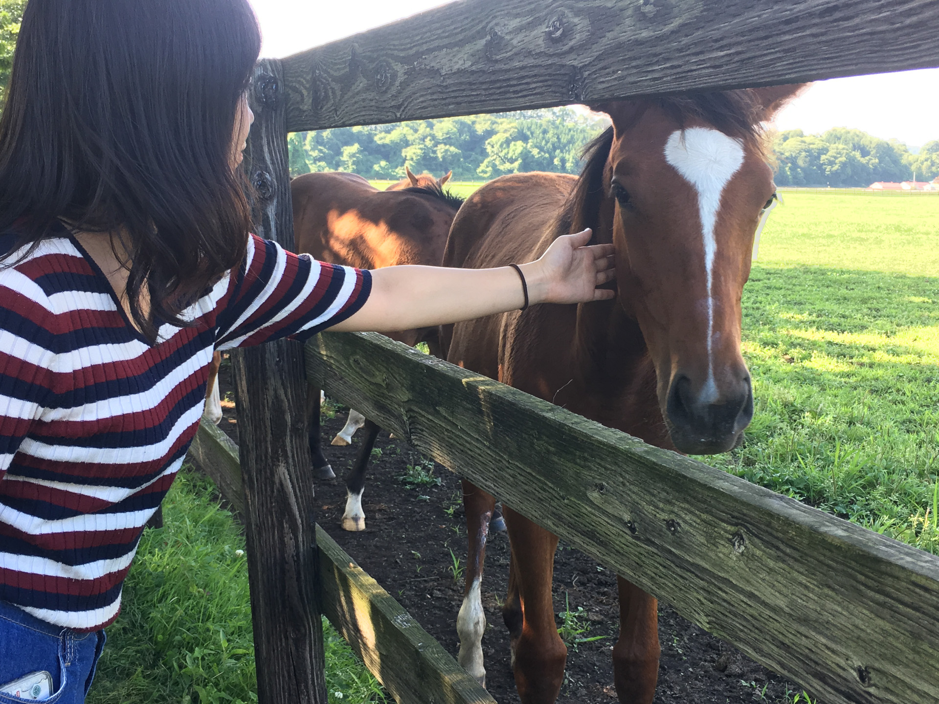 私のふるさと「北海道浦河町」はサラブレッドが有名