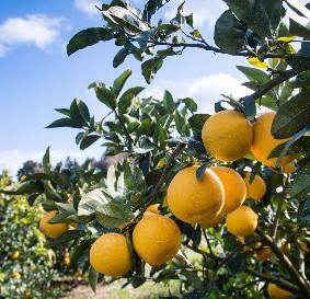 就航地域の特産品