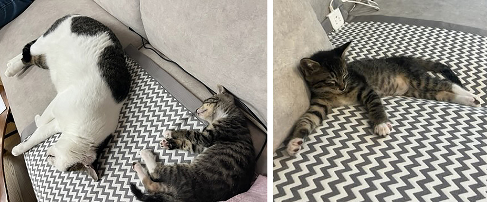 生活防水でペットがいても使える