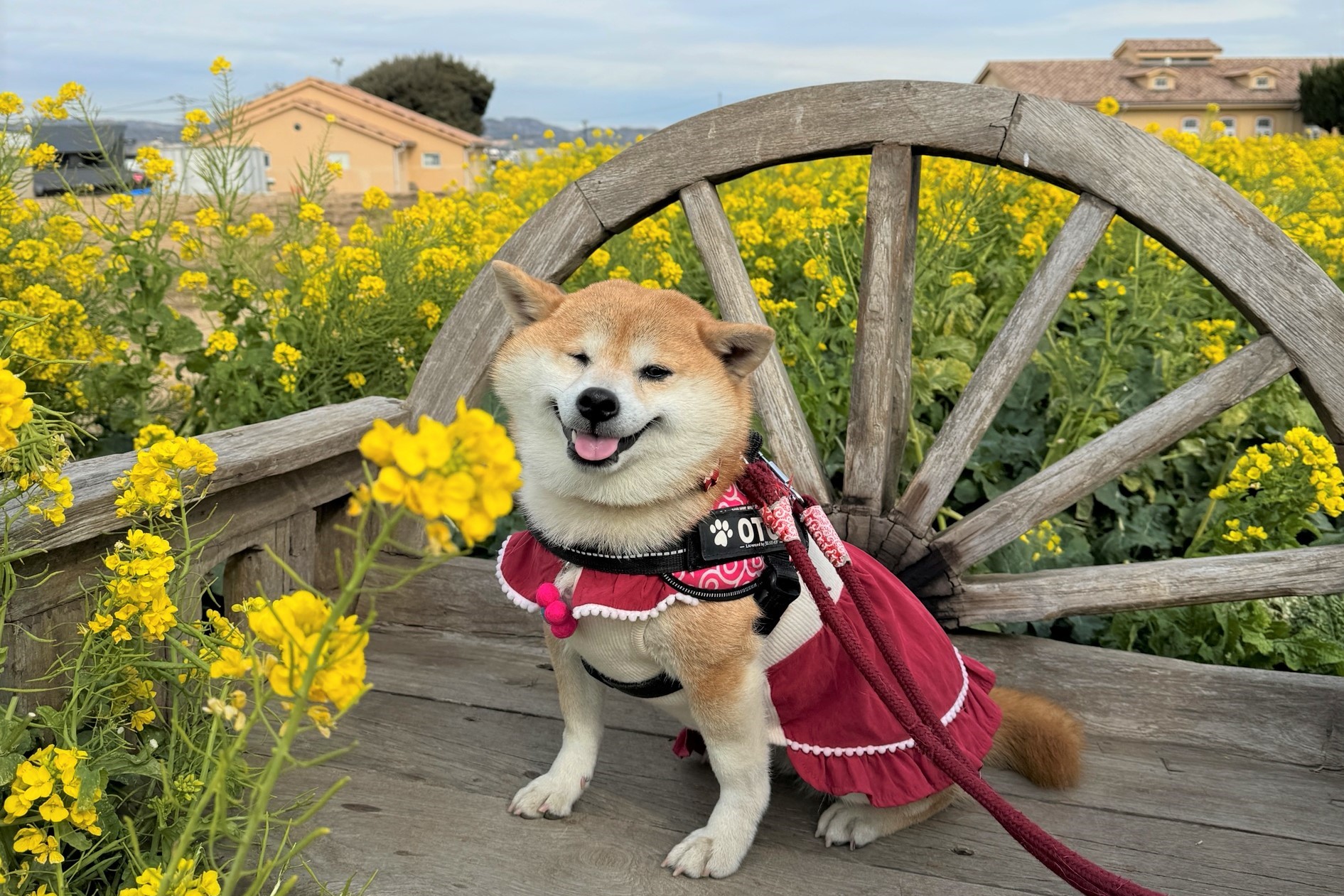 菜の花畑で記念撮影