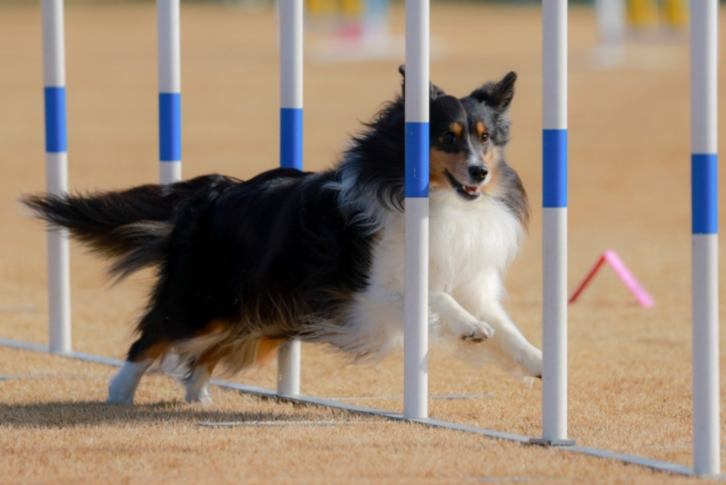 アジリティ専門のドッグラン