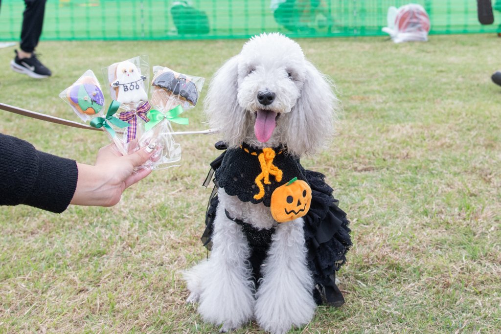 ワンちゃんごはん・おもちゃを取り扱うマルシェ
