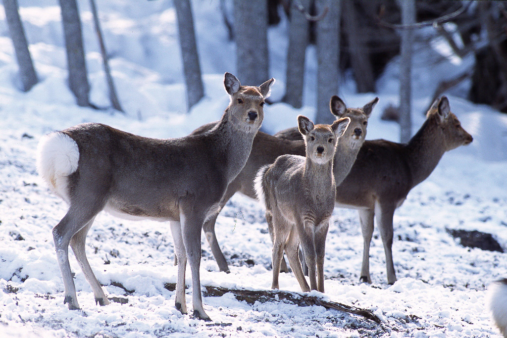 ひがし北海道のエゾシカ（イメージ）