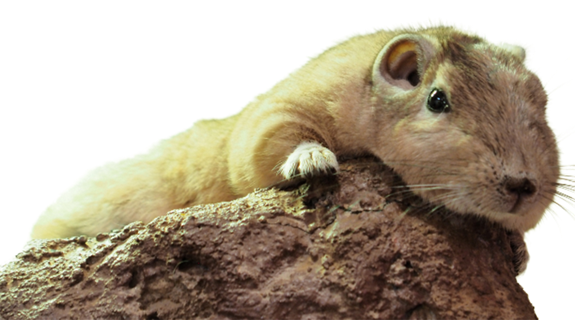 “砂漠の妖精”グンディ、足立区生物園で展示