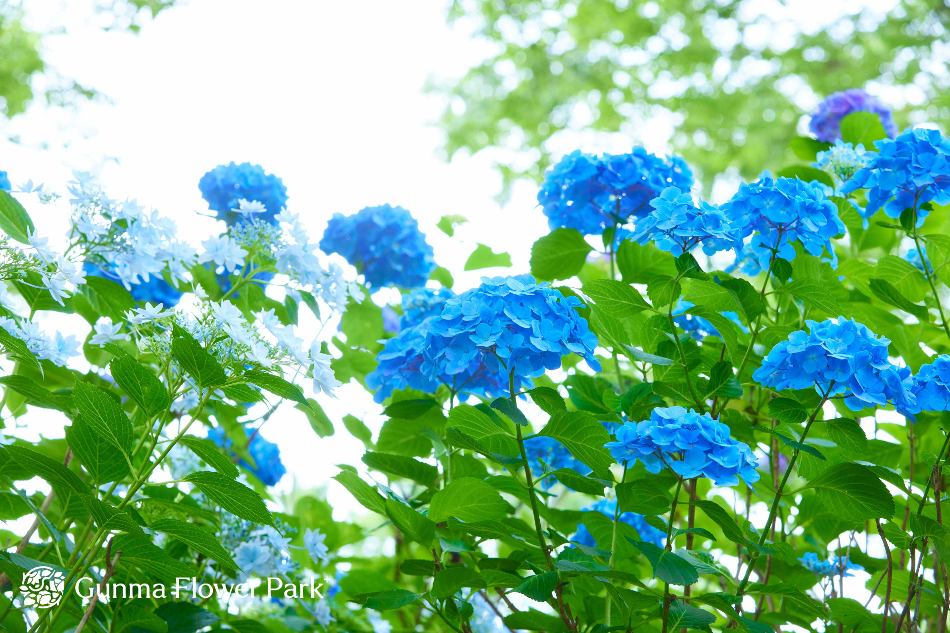 園内にはバラ・アジサイ・クレマチスの3つのシグネチャーフラワーをはじめとする四季折々の花が咲く