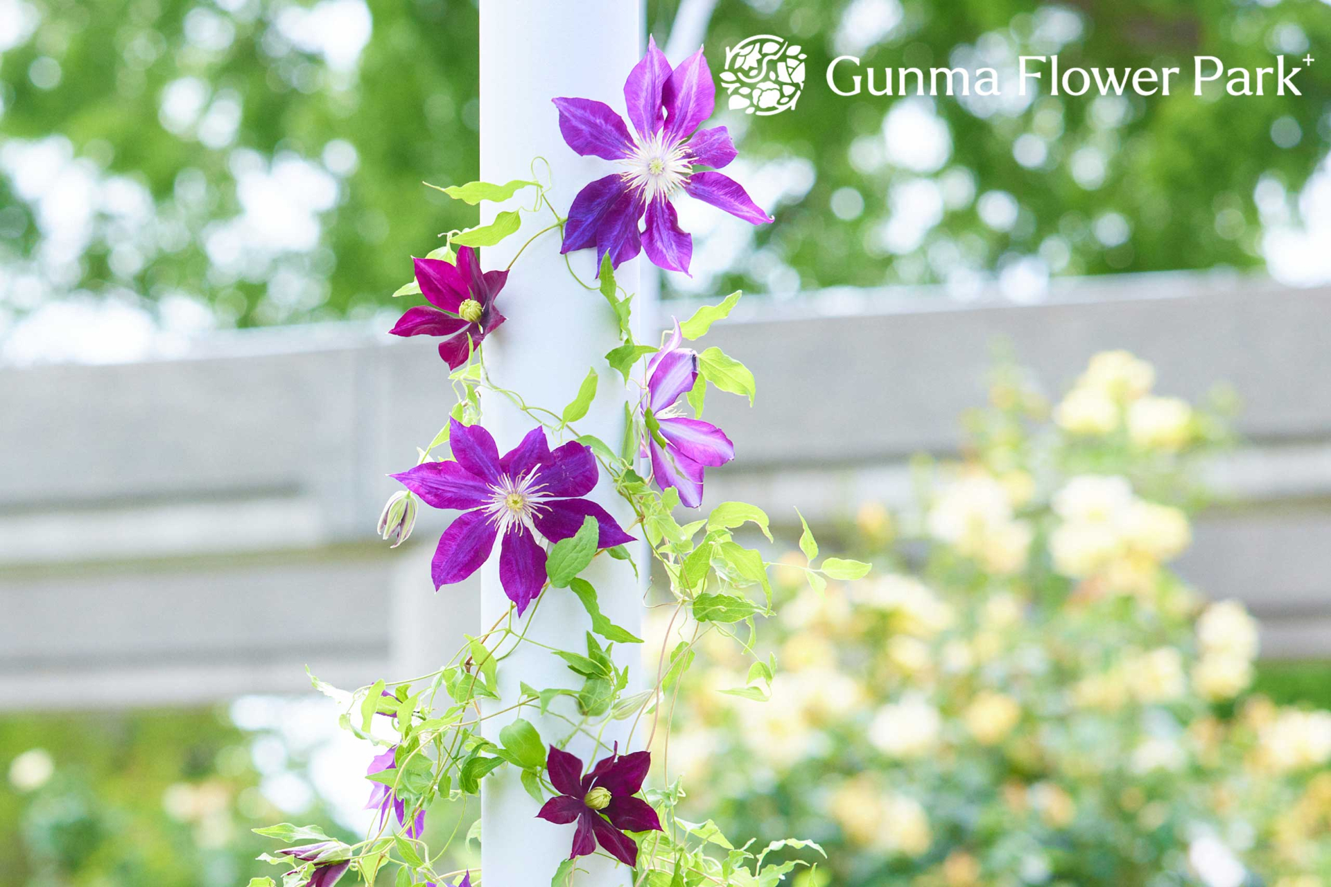 園内にはバラ・アジサイ・クレマチスの3つのシグネチャーフラワーをはじめとする四季折々の花が咲く