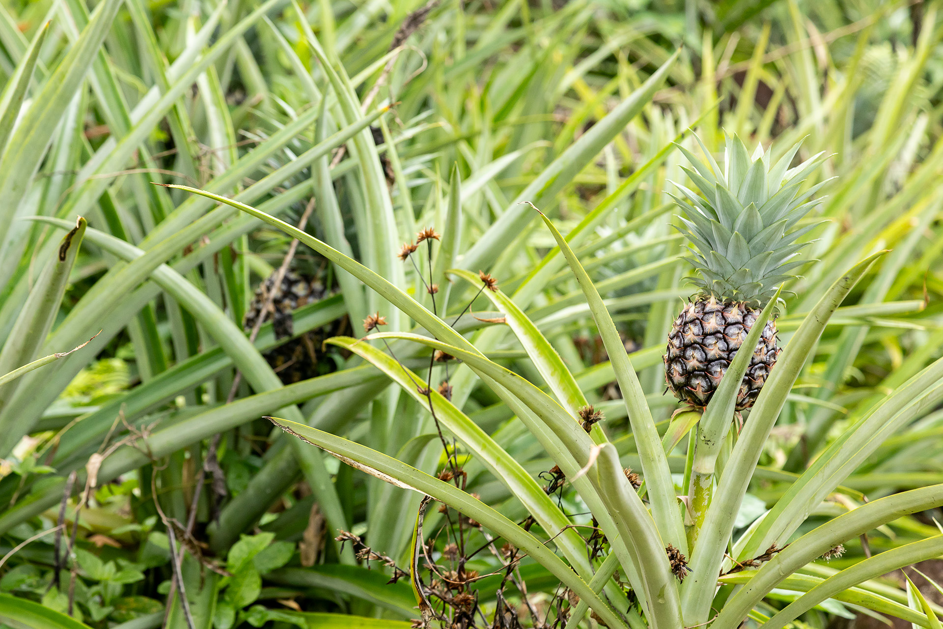 パイナップルやバナナも
