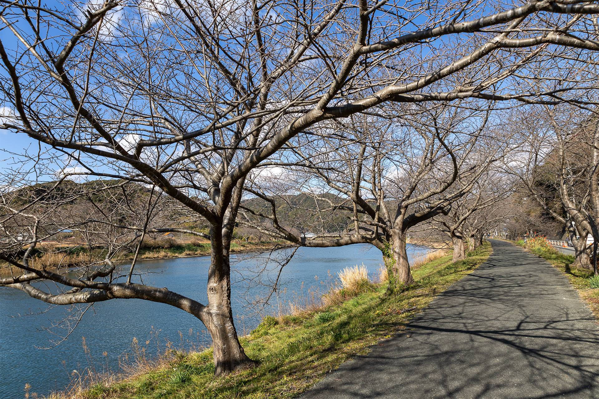 伊豆というと早咲きの河津桜が有名だが、下田周辺でも河津桜は見ることができるし、河津エリアほど混まないので人混みを避けて桜を見たいと思う人には穴場だそうだ。前日にRVパークに泊まって朝から見学するというのもいいだろう