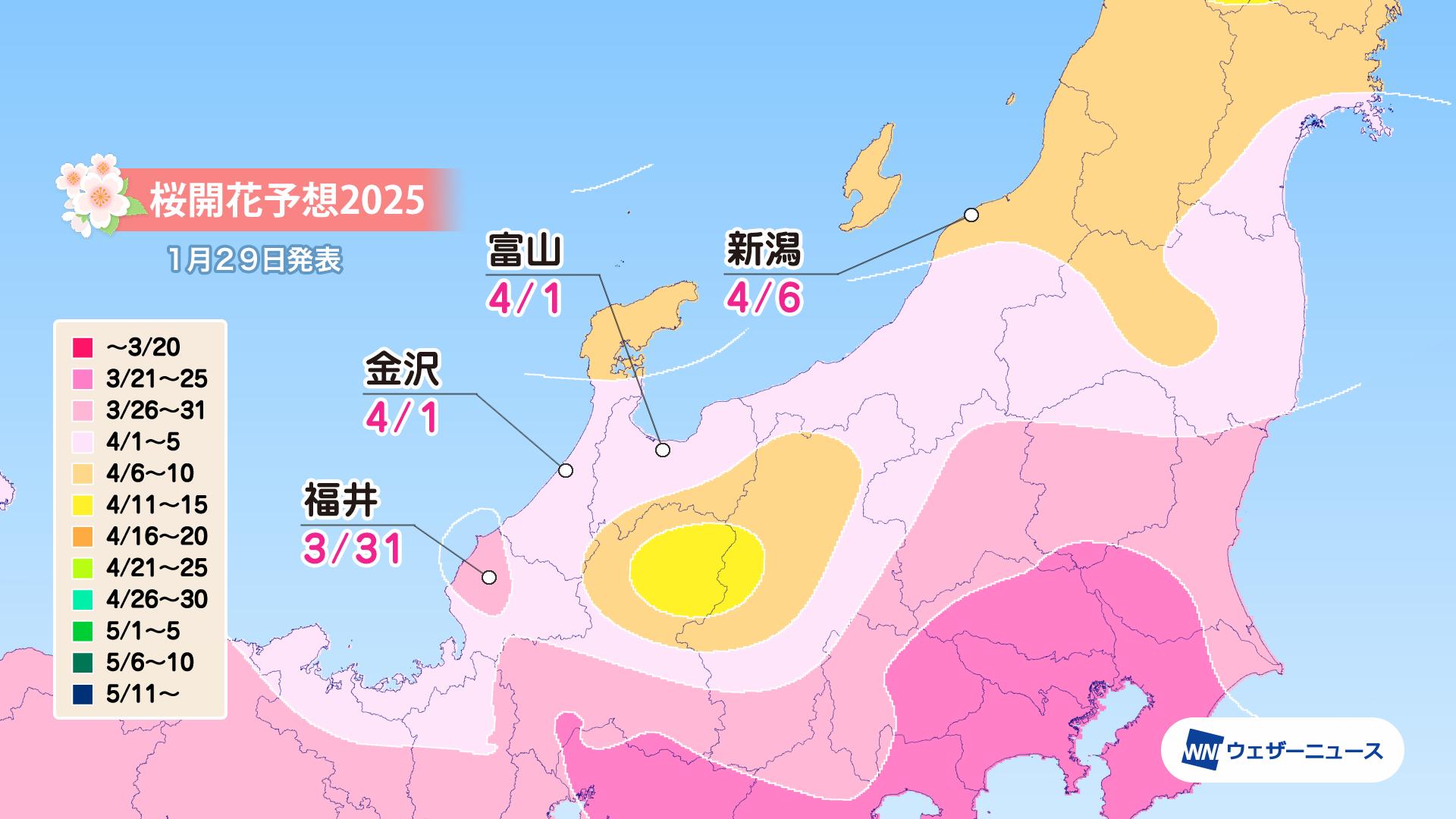 北陸の桜開花予想