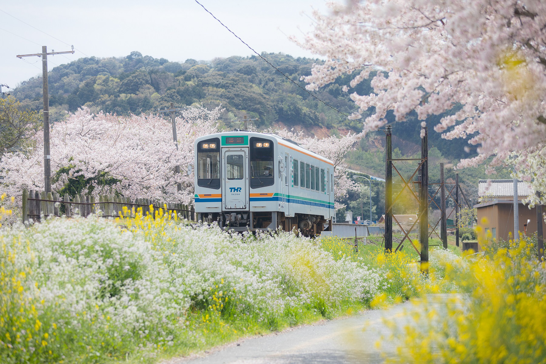 3月尾奈駅の桜の風景（提供：天竜浜名湖鉄道）