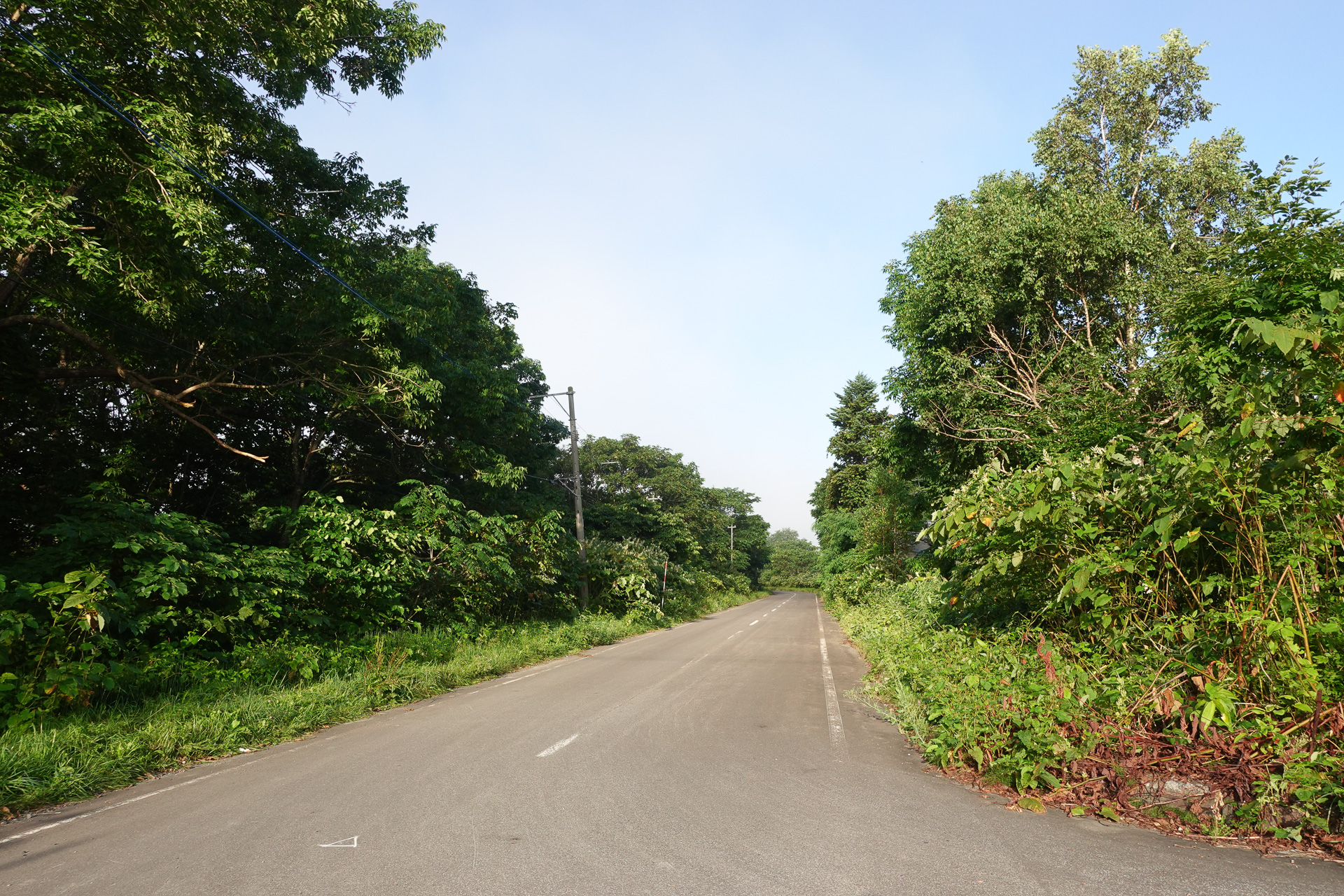 かつて住宅や商店があった通りも、自然に還っている