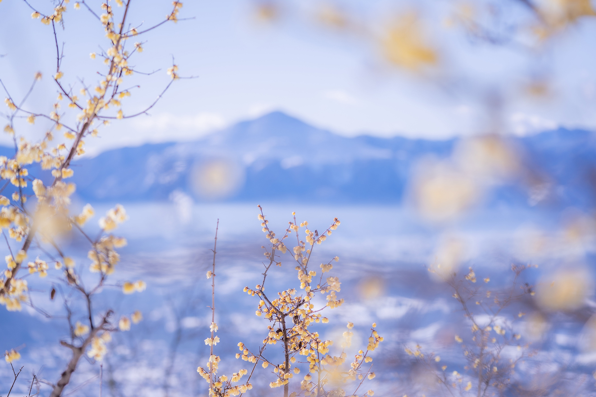 長瀞宝登山臘梅園