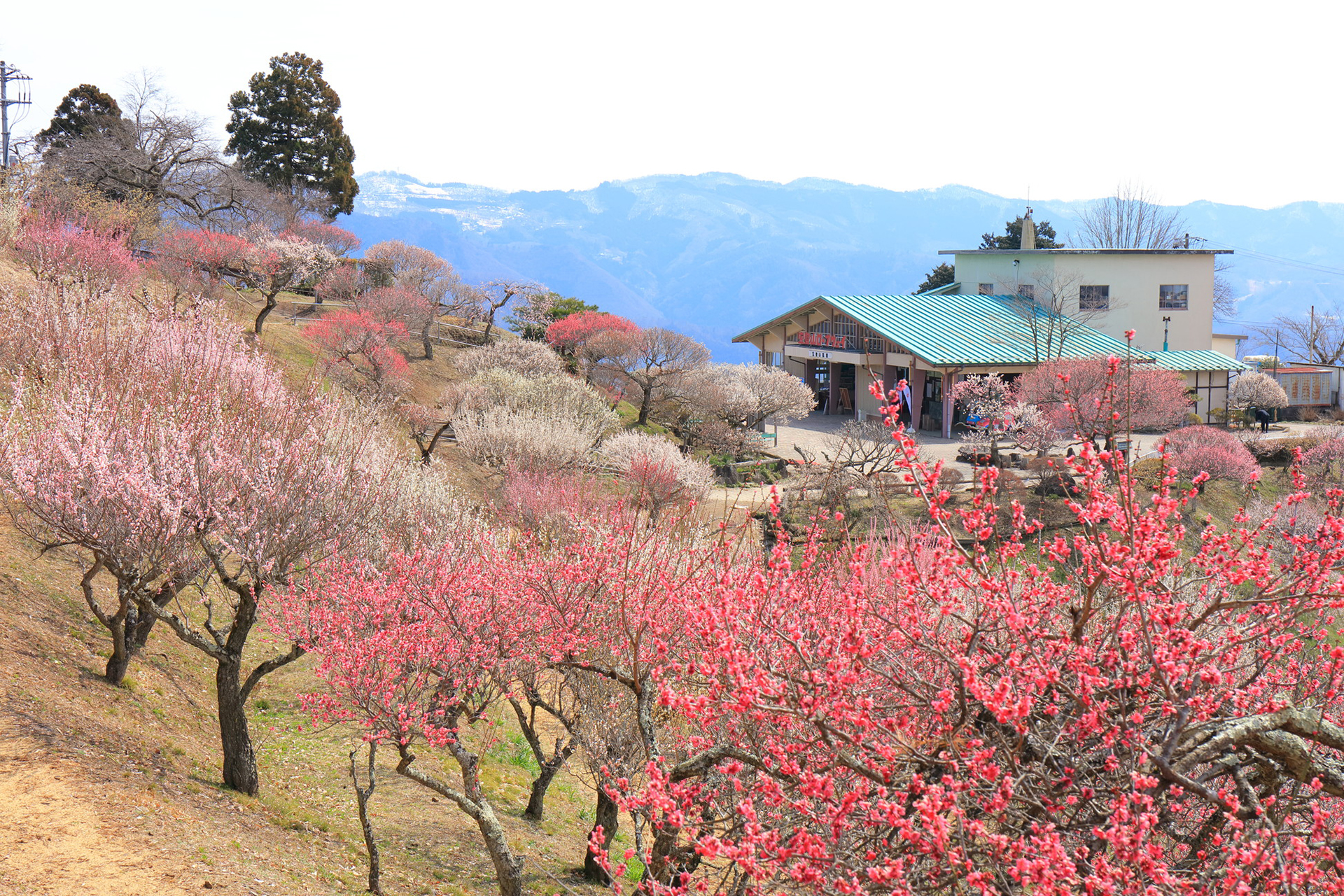 長瀞宝登山梅百花園