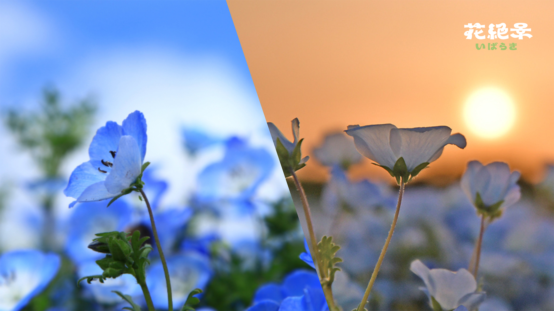 早朝と夕暮れに国営ひたち海浜公園を貸し切れる宿泊プラン