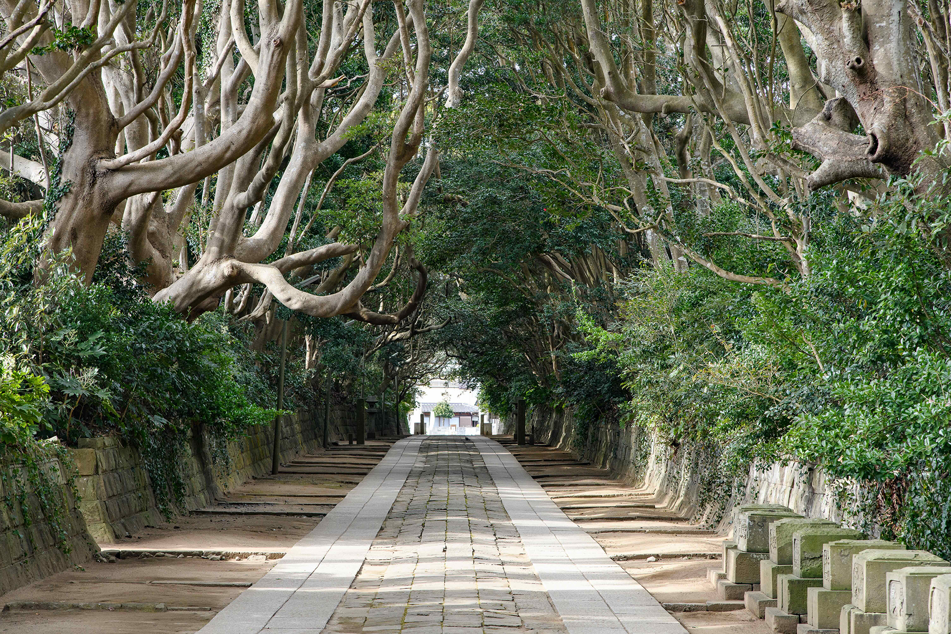 酒列磯前神社の樹叢
