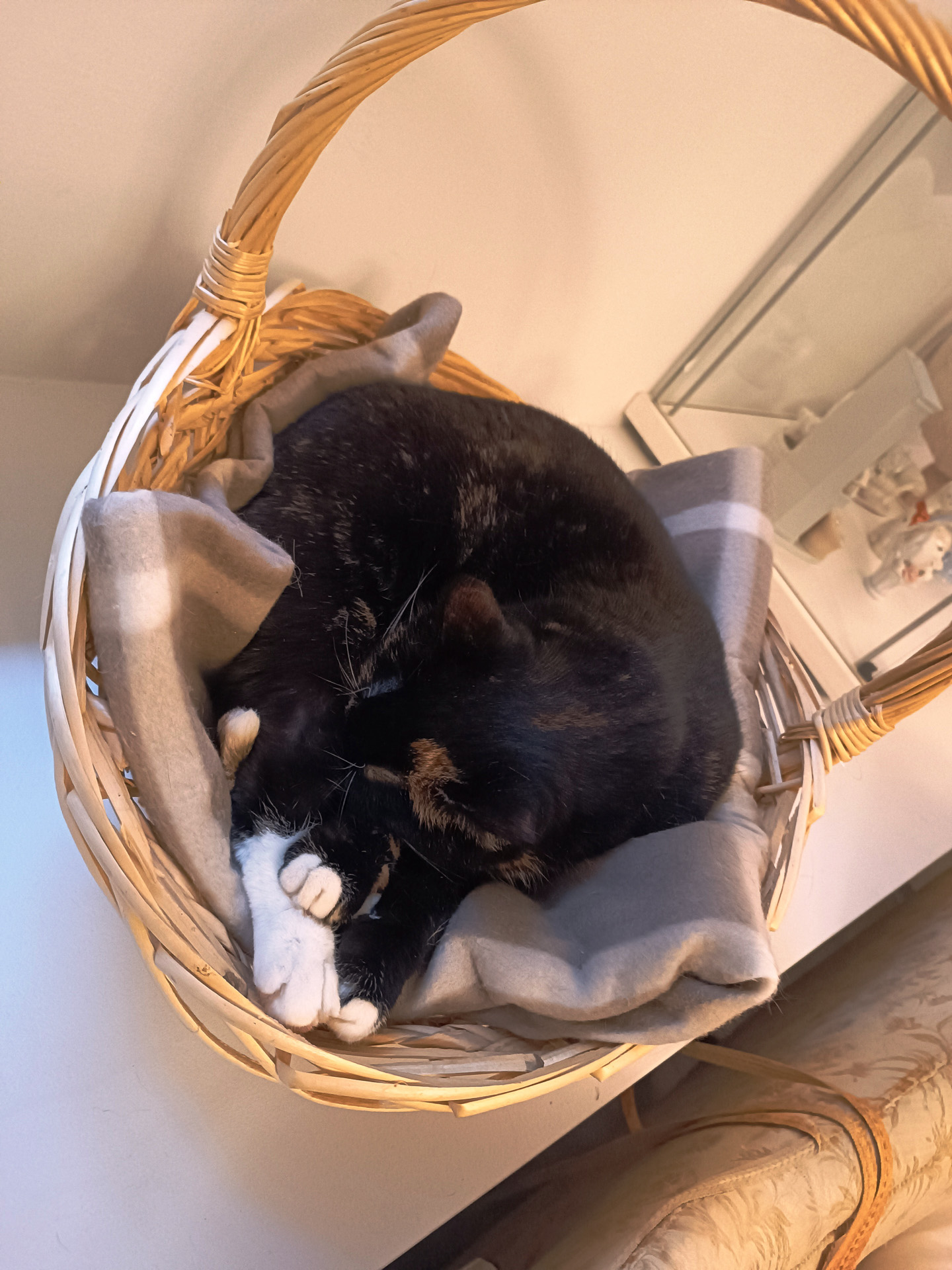 リガの猫カフェ「Kotoffski」