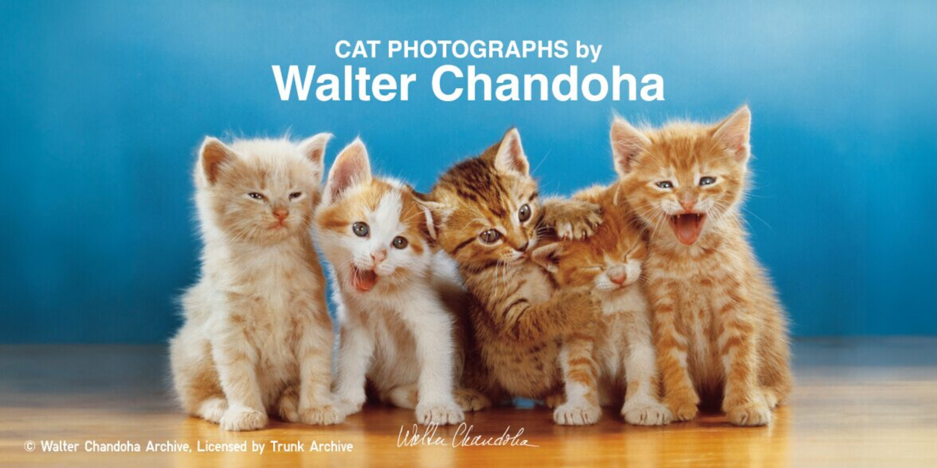 ユニクロから、猫写真を全面に押し出したグラフィックTシャツが発売　&copy; Walter Chandoha Archive, Licensed by Trunk Archive