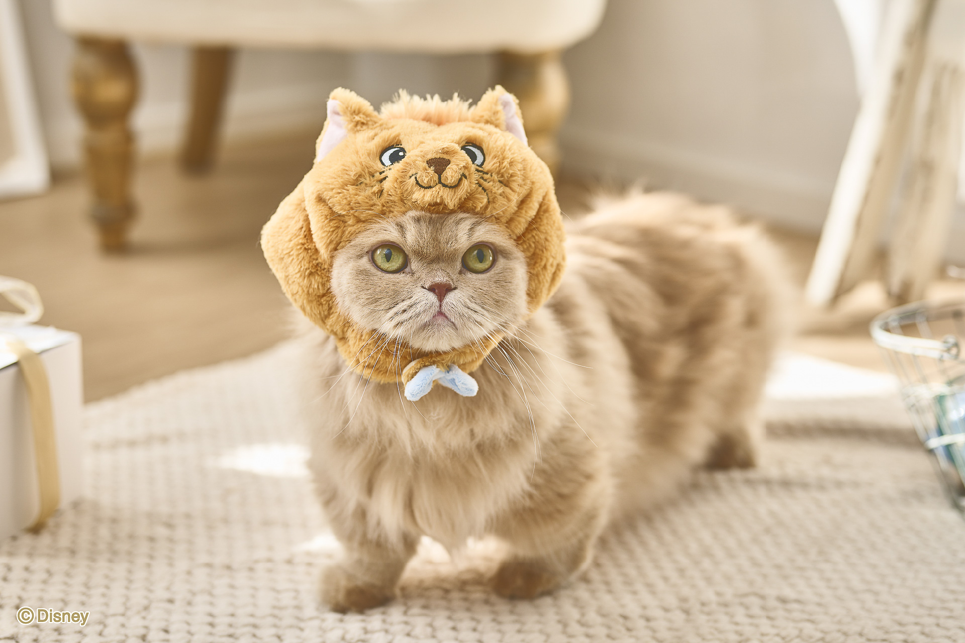 「なりきり帽子（トゥルーズ）」（3080円）