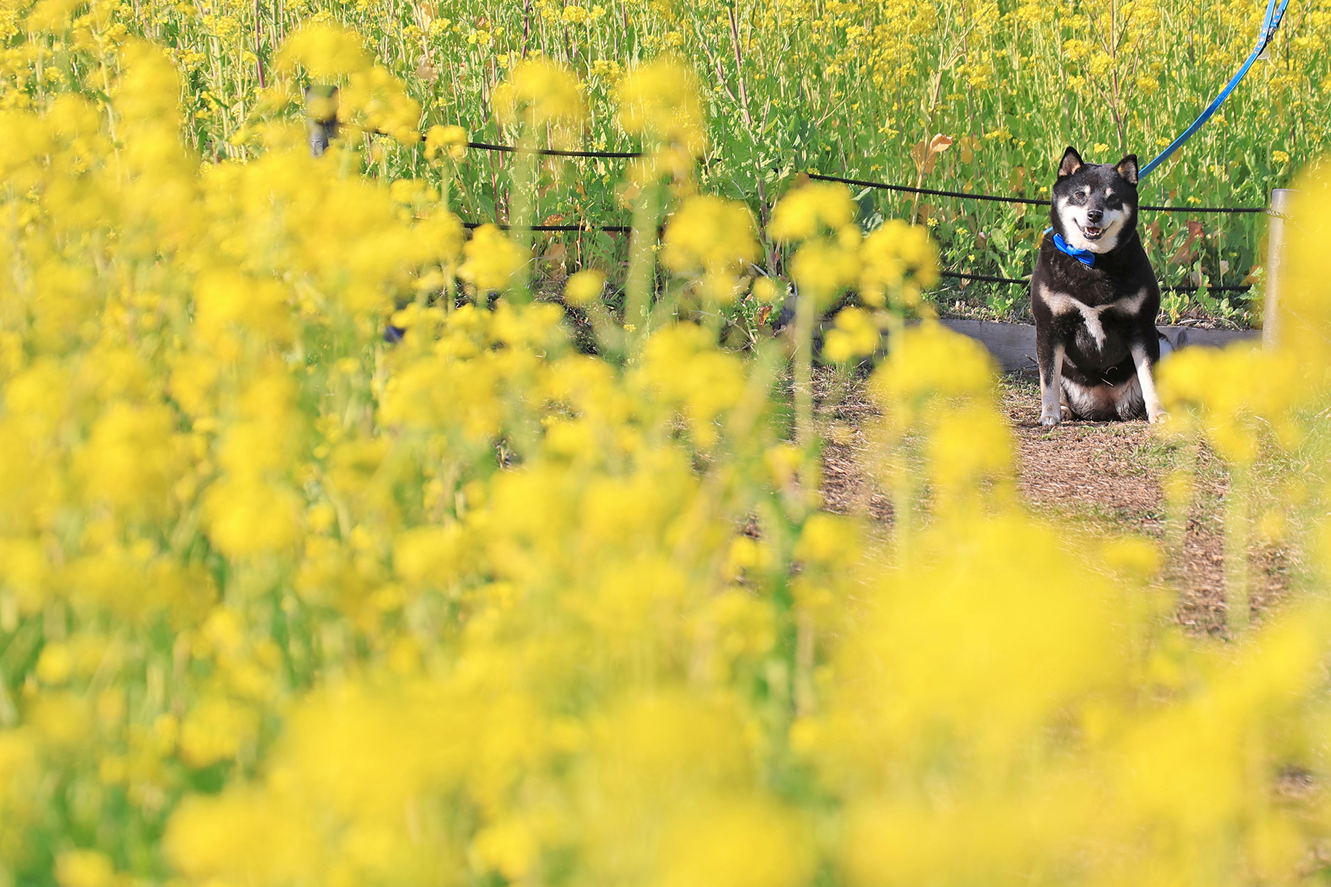 ペットとの散歩にも