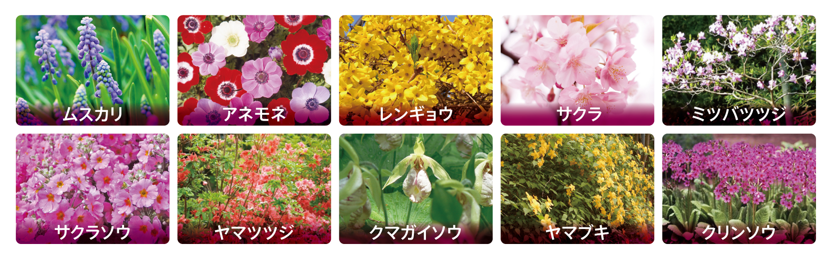 園内で楽しめる芝桜以外の花