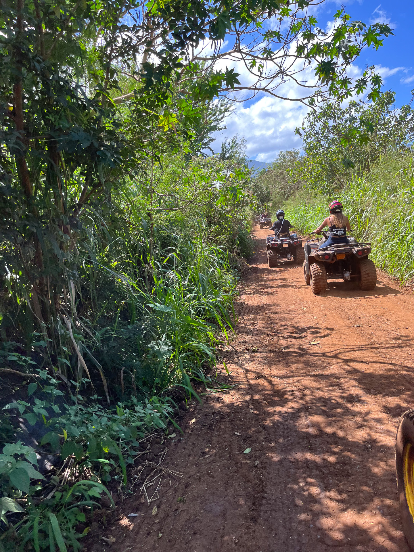 途中、草や木が生い茂る道もあった