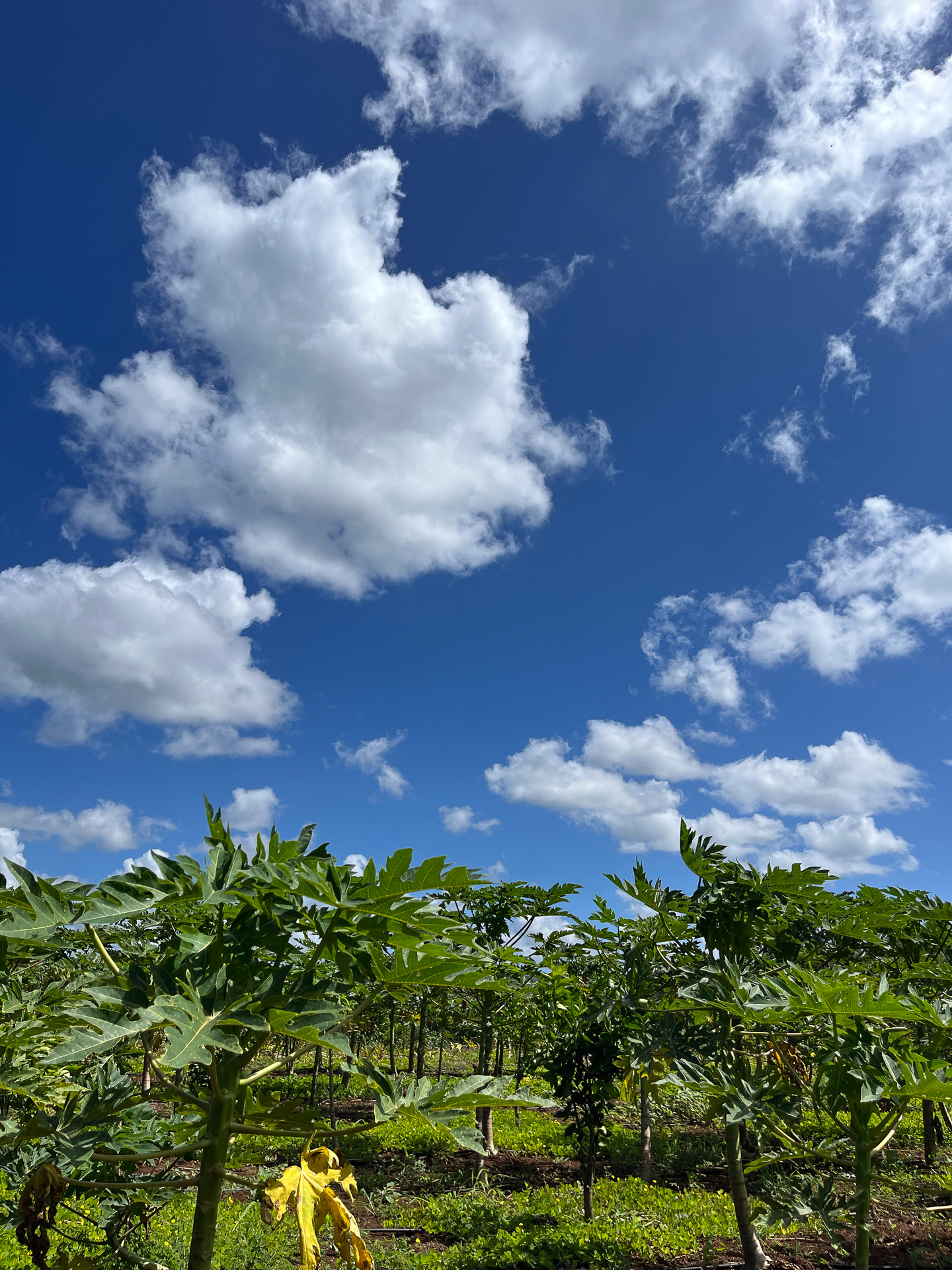 パパイヤの木もすくすくと育っていた