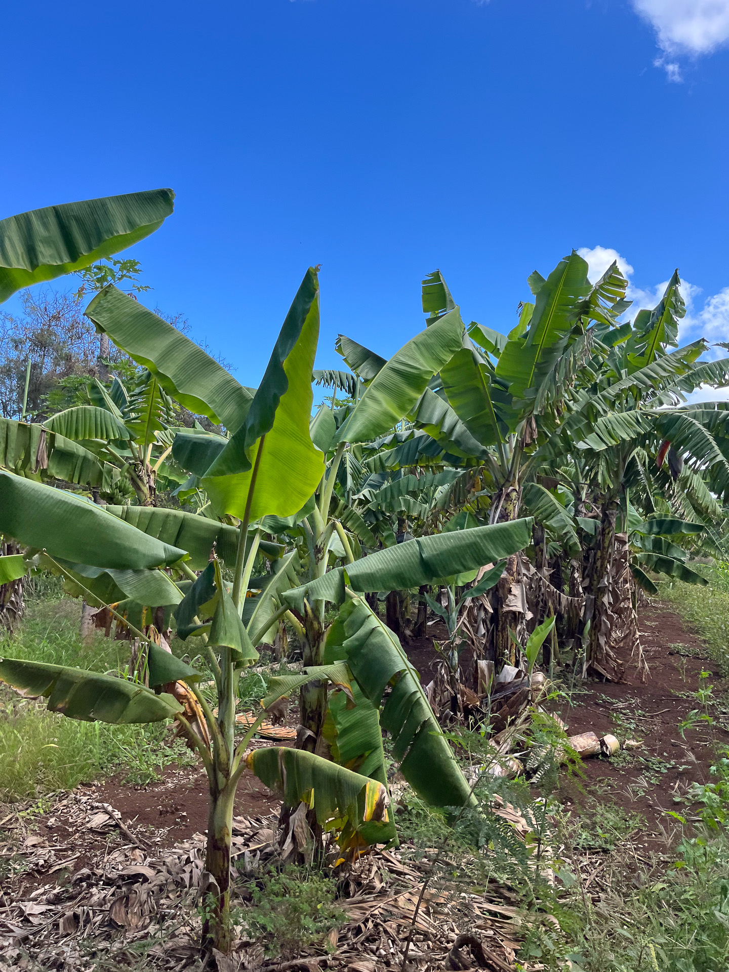 バナナの木々のすぐ横も通り抜けた