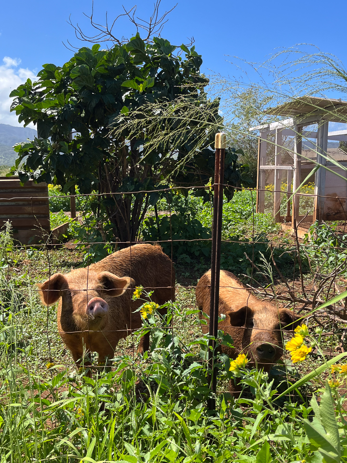 愛敬のある豚たち