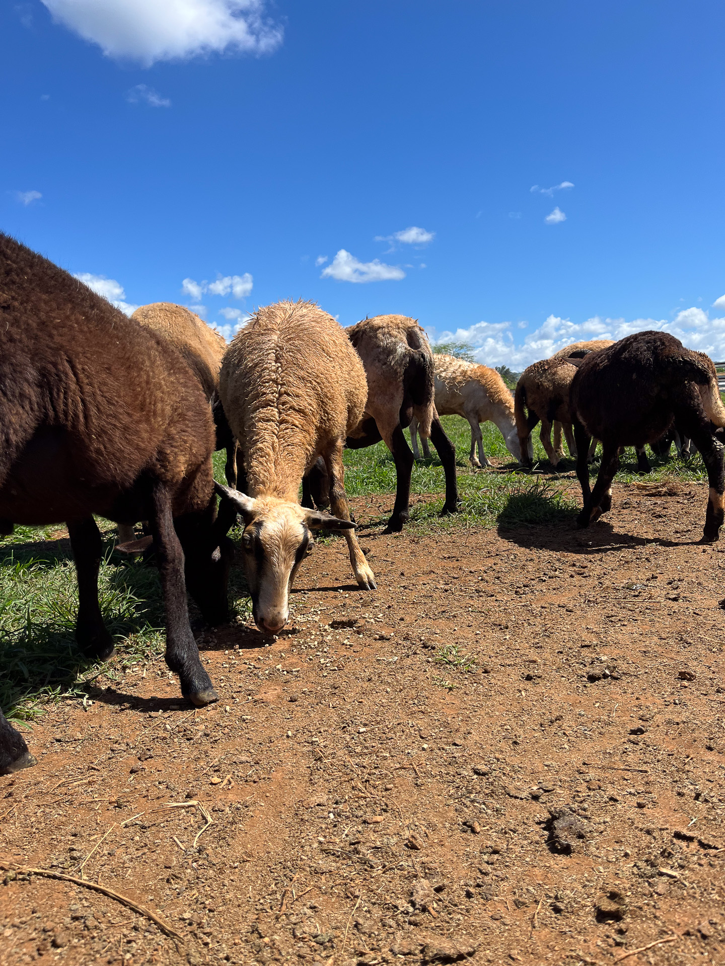 山羊や羊も多かった