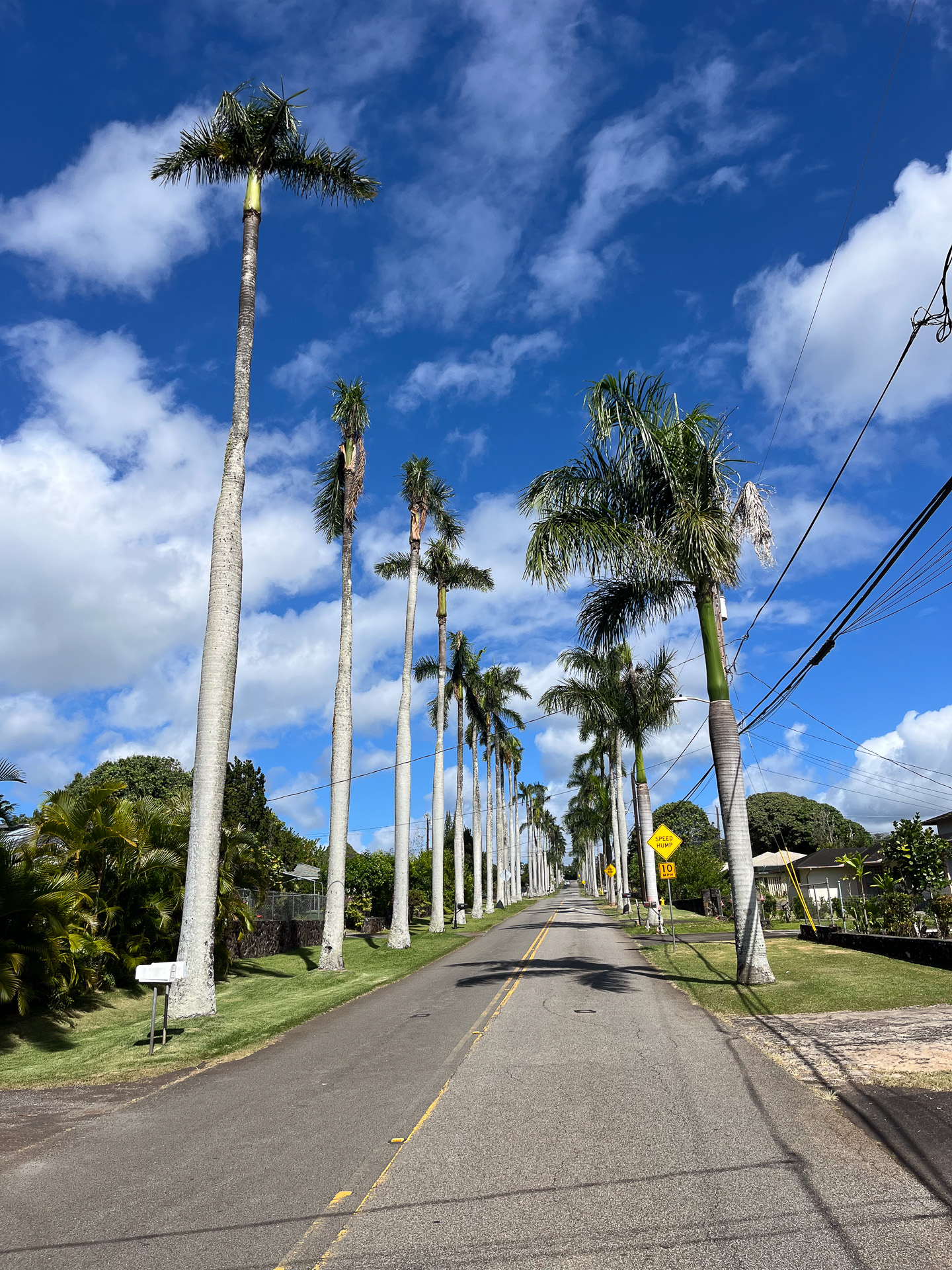 ワヒアワのロイヤルパームドライブ